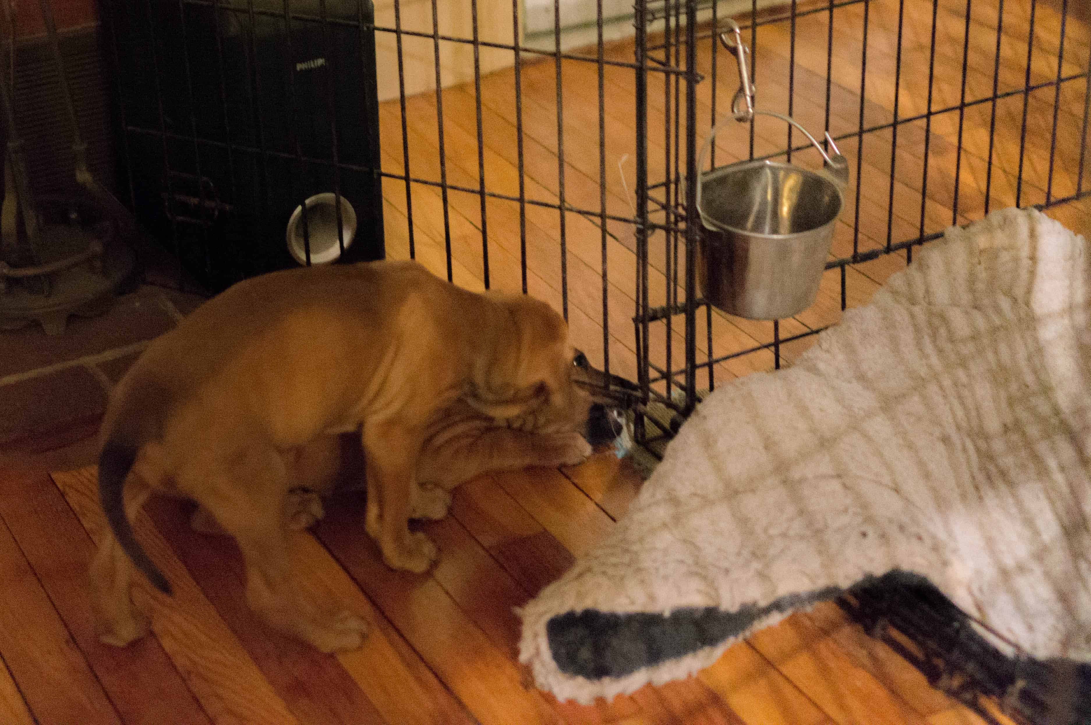 rhodesian ridgeback puppy