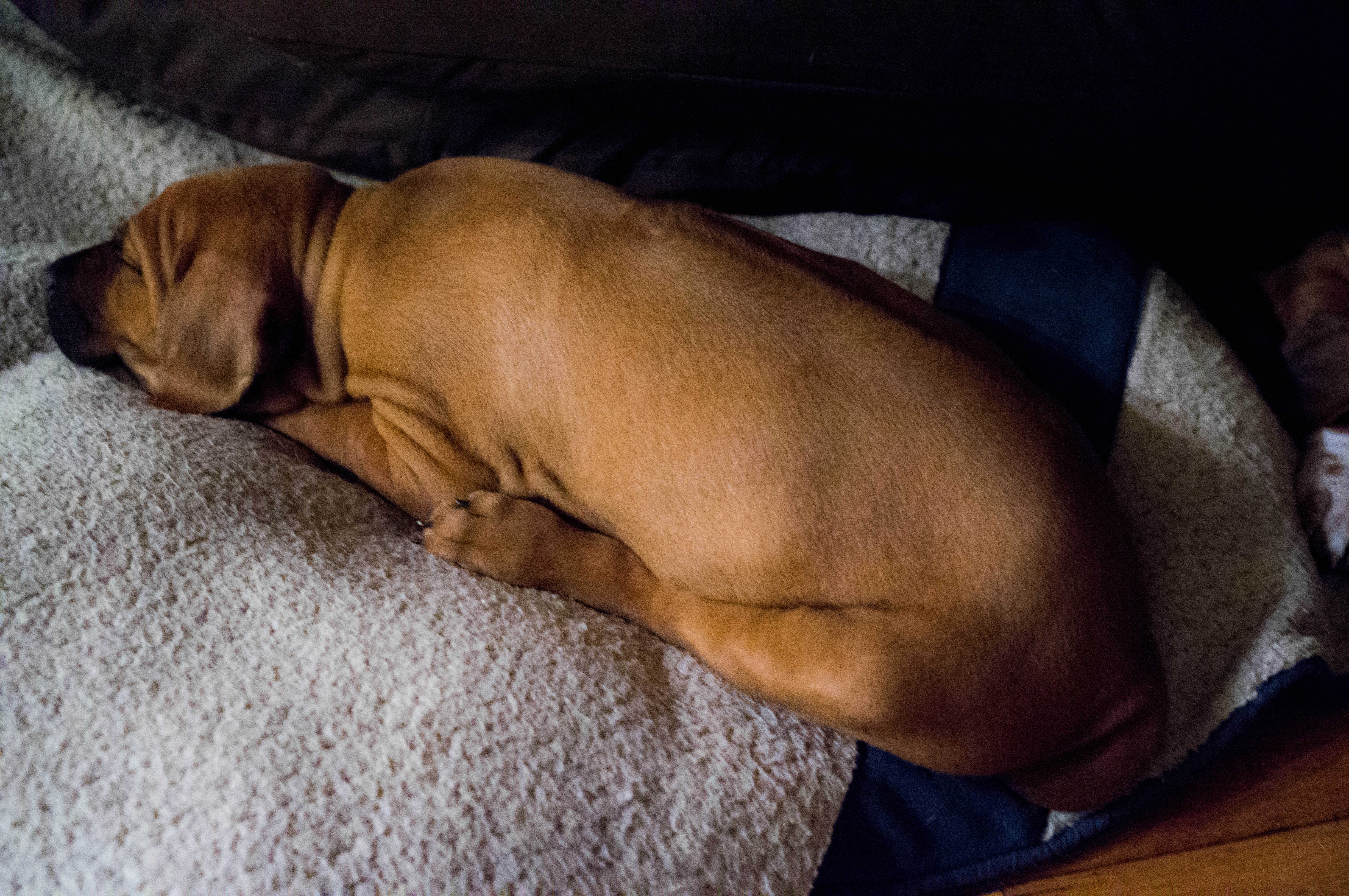 rhodesian ridgeback puppy