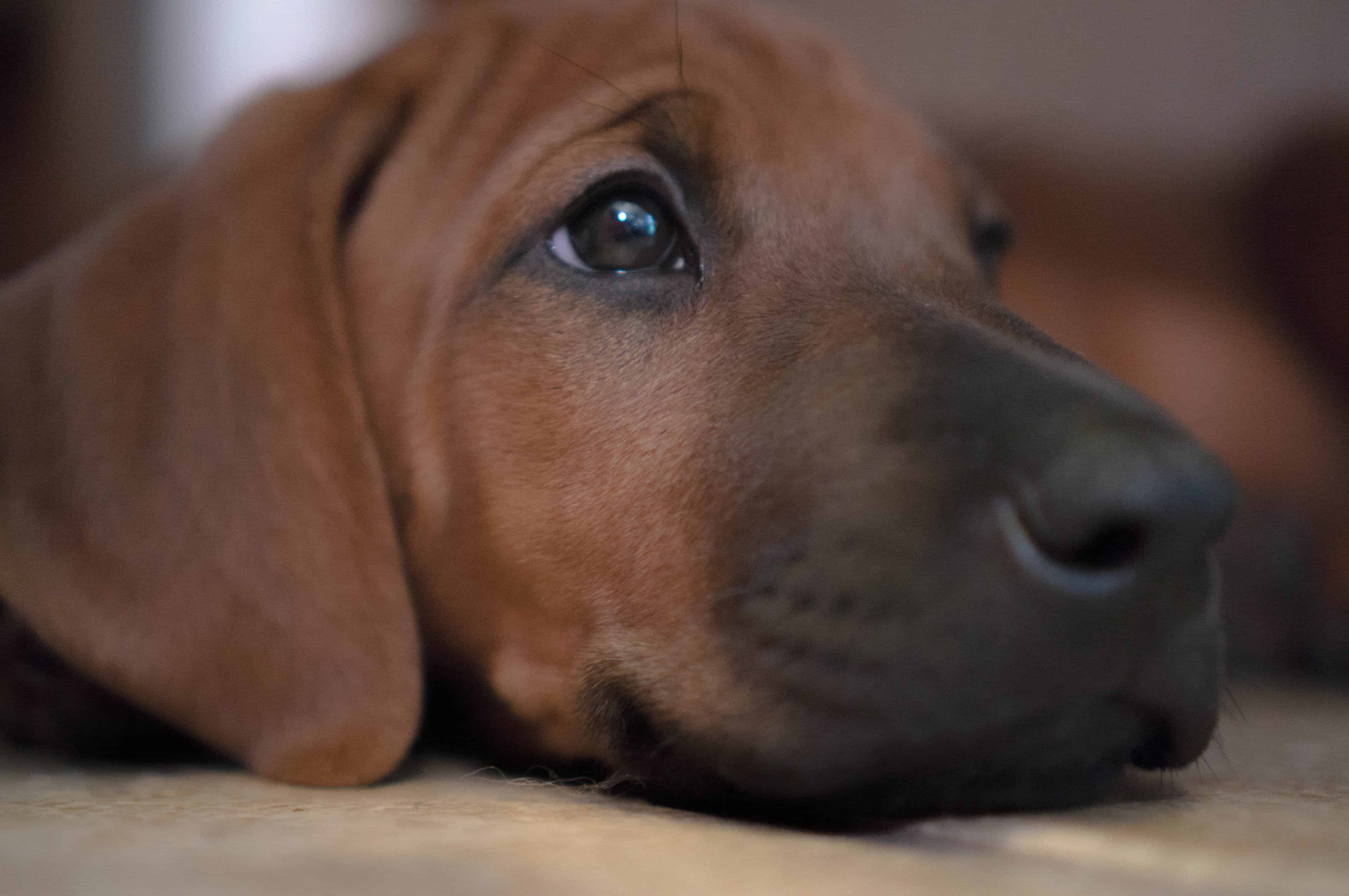 Rhodesian Ridgeback, puppy, adventure, marking our territory