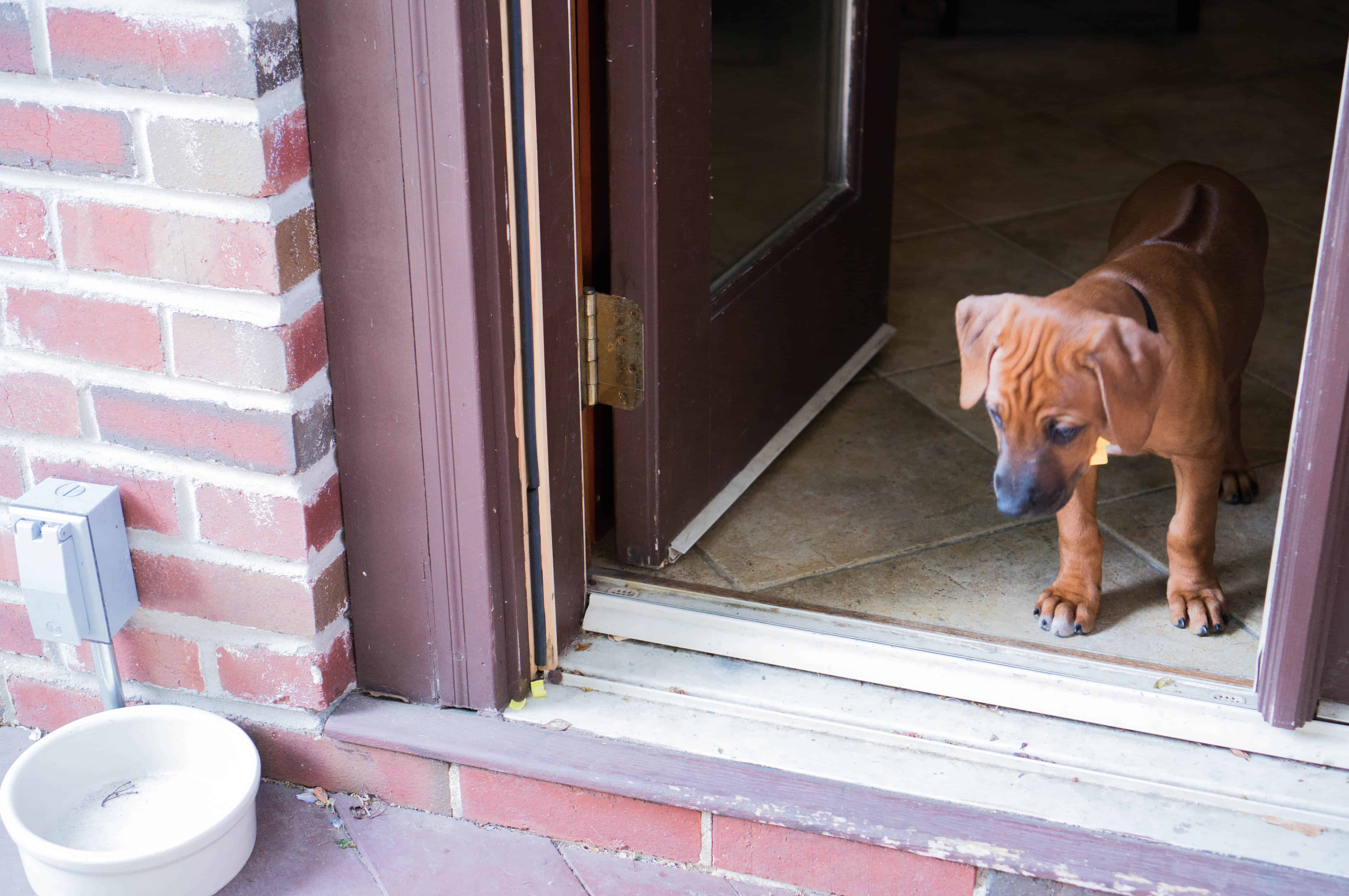 Rhodesian Ridgeback, puppy, adventure, marking our territory