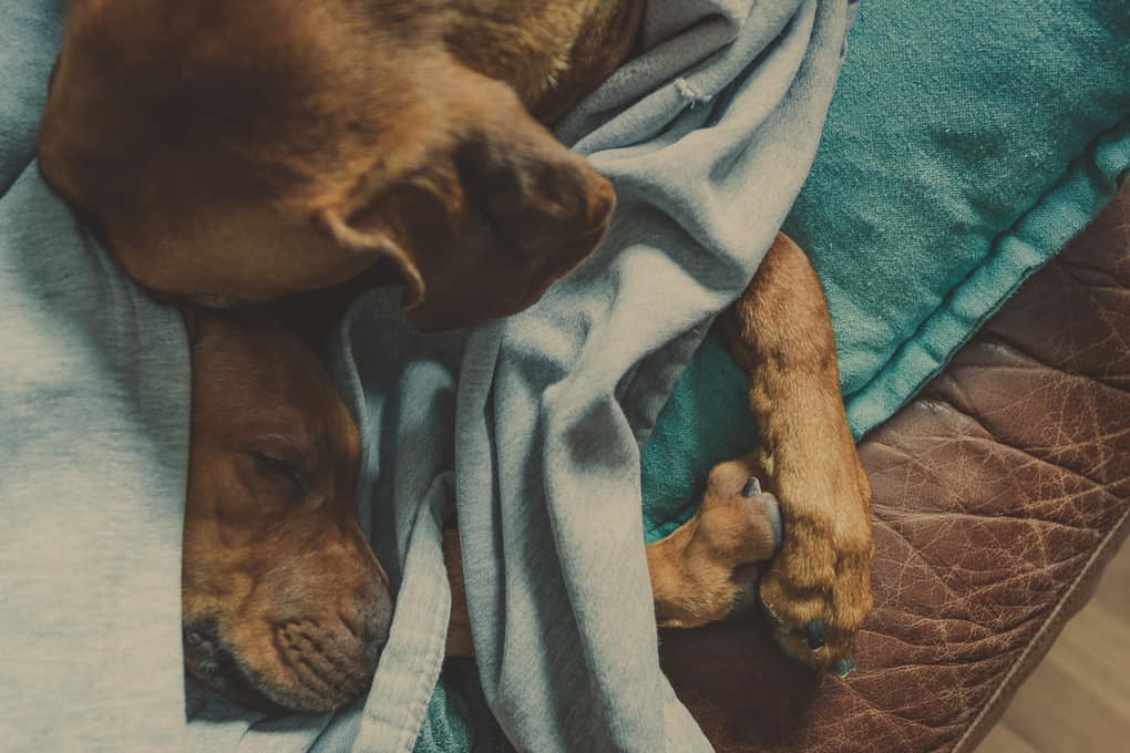 Rhodesian Ridgeback, puppy, Chicago, marking our territory