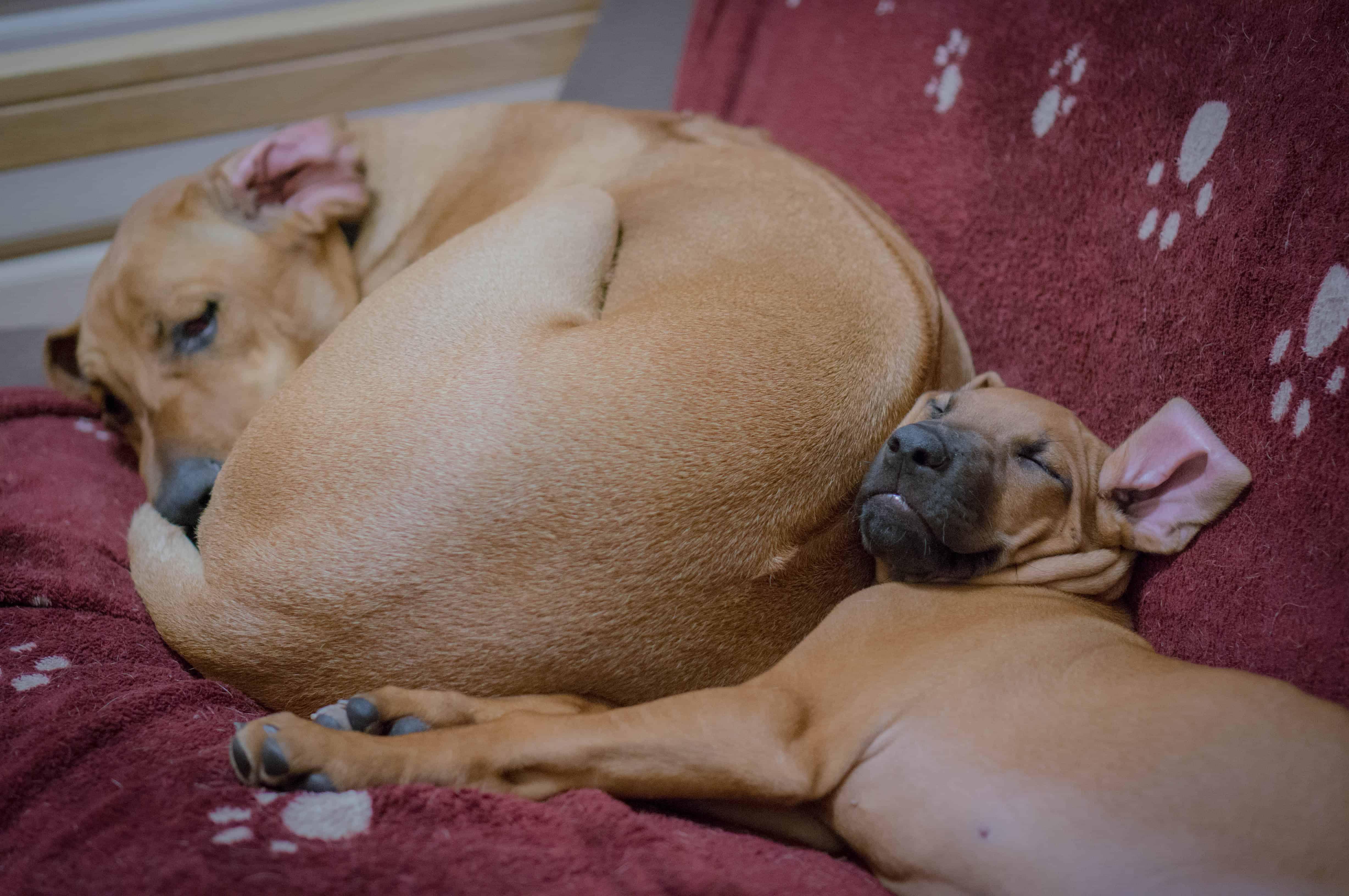 Rhodesian Ridgeback puppy, funny, sleepy, dogs, adventure, marking our territory