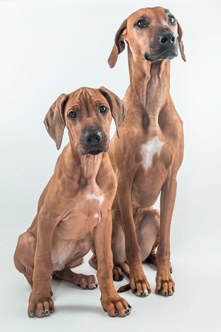 Rhodesian Ridgeback, puppy, chicago, marking our territory