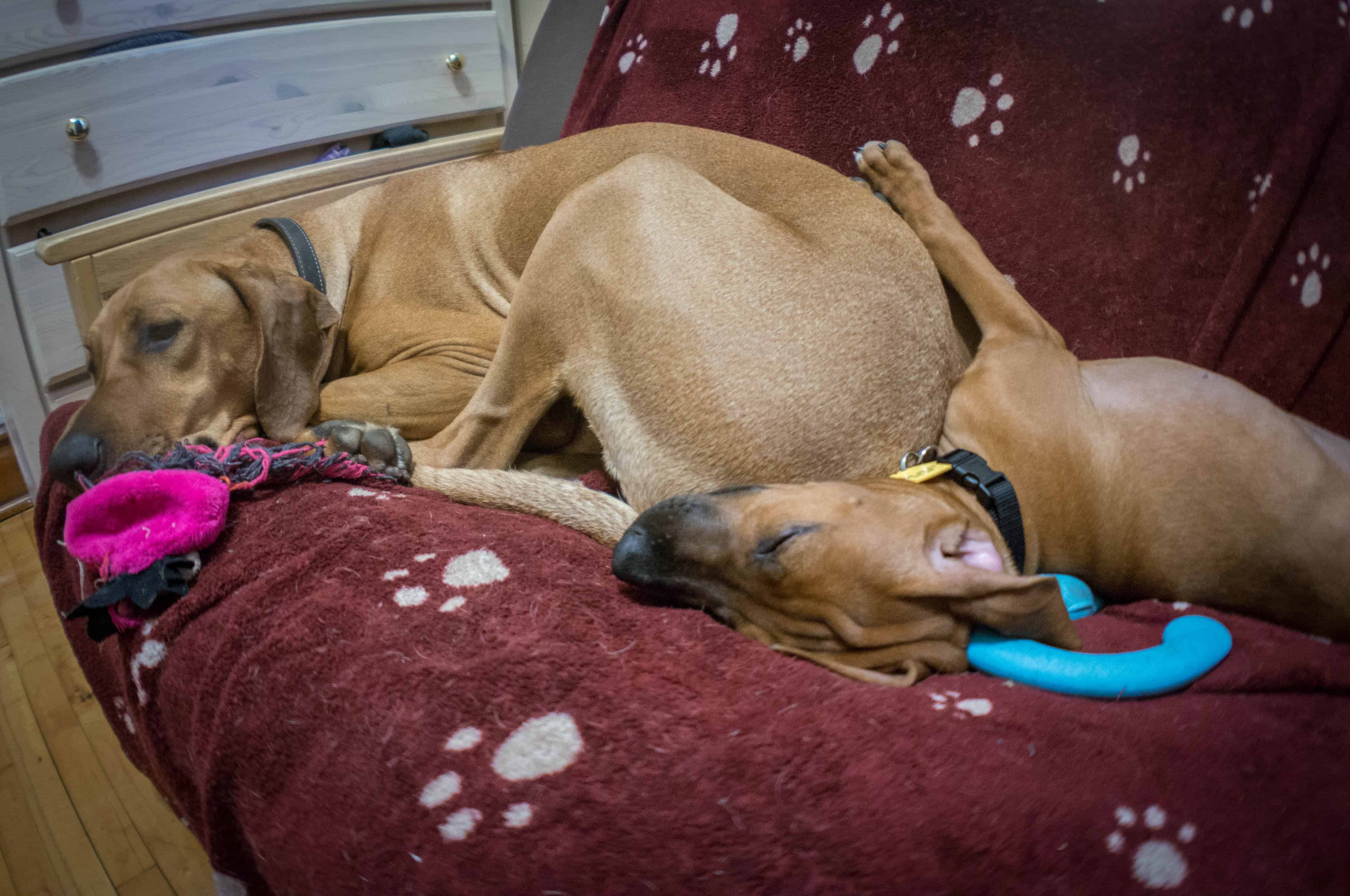 Rhodesian Ridgeback puppy, funny, sleepy, dogs, adventure, marking our territory