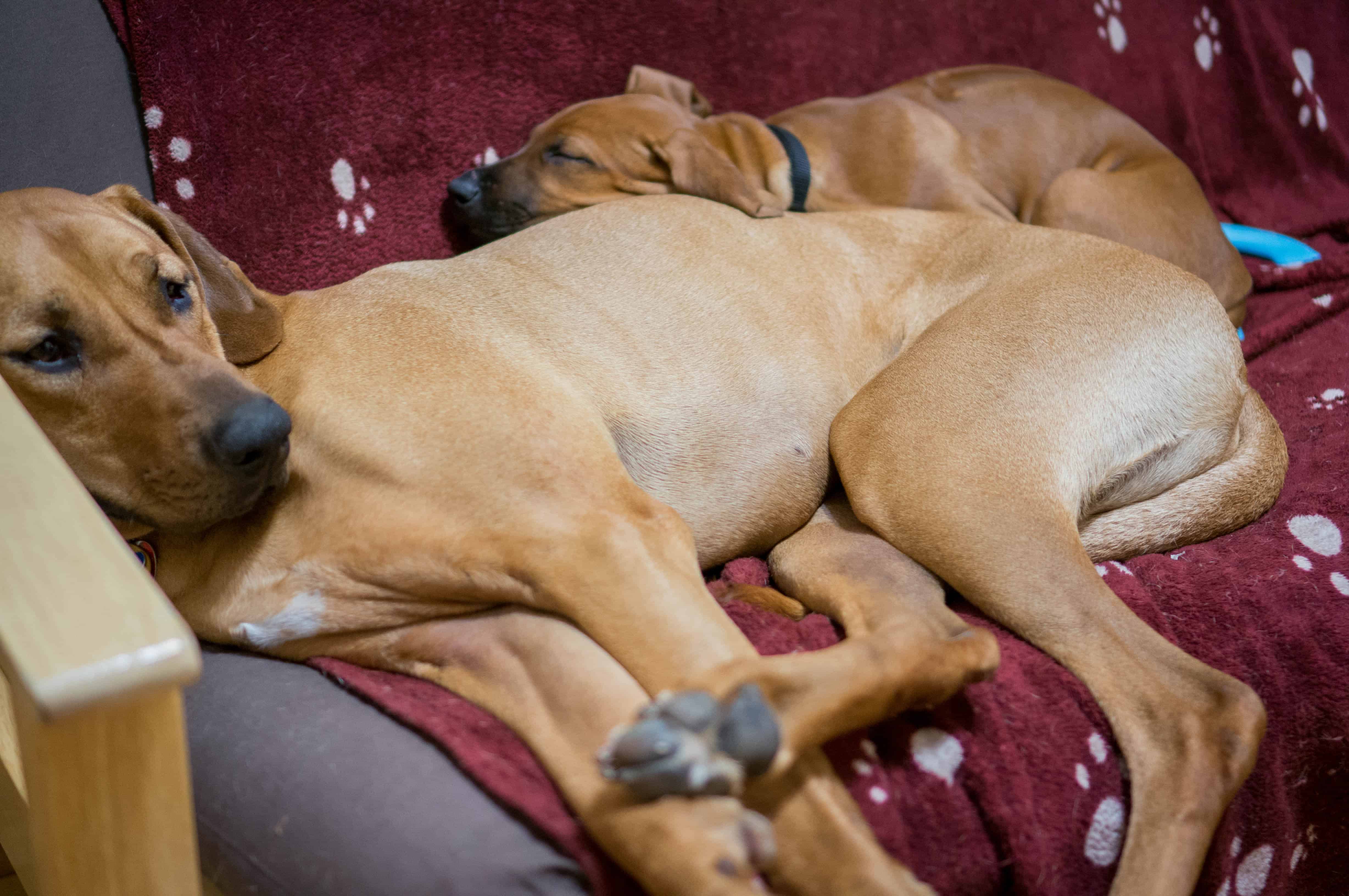 Rhodesian Ridgeback puppy, funny, sleepy, dogs, adventure, marking our territory