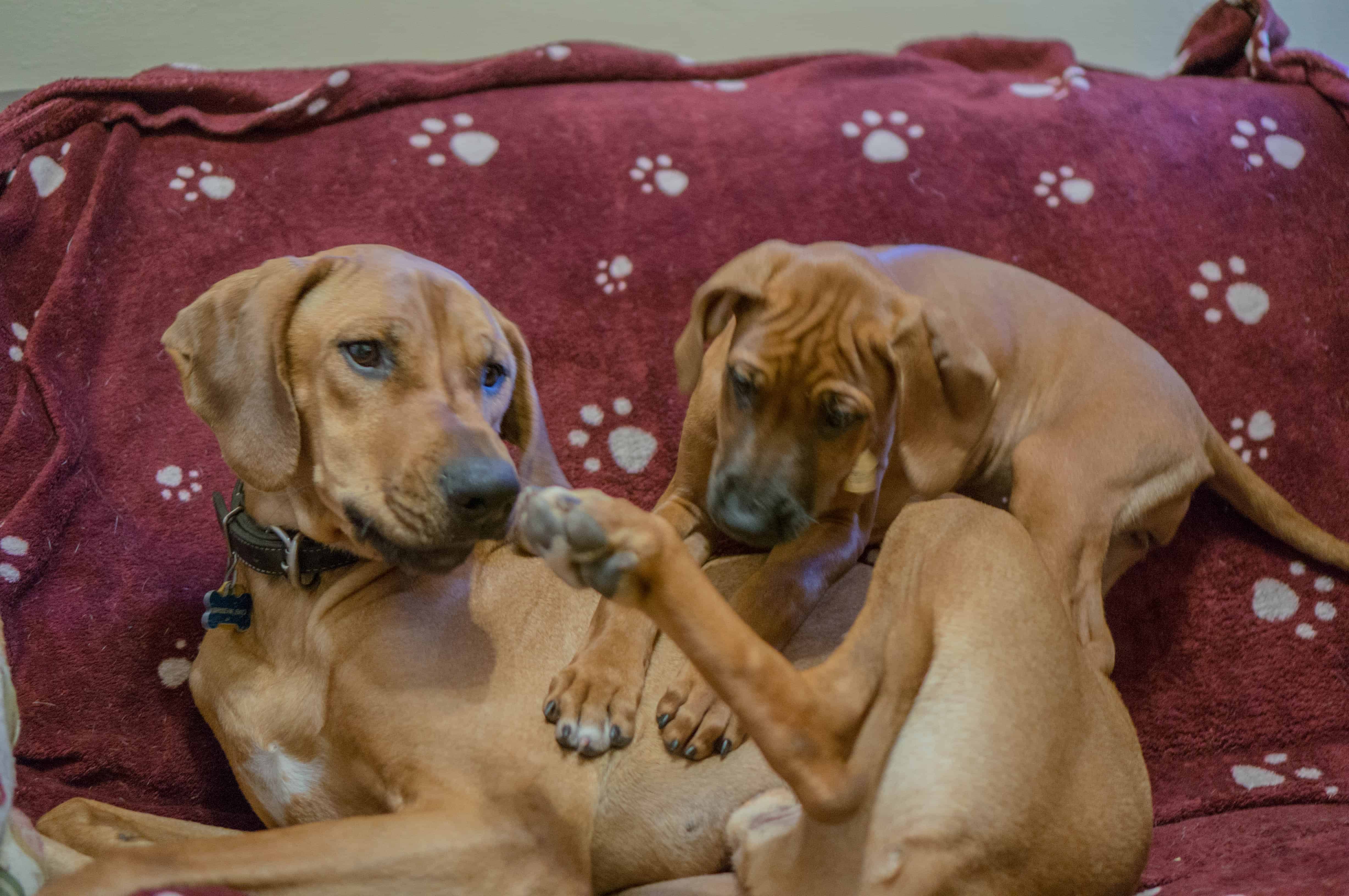 rhodesian ridgeback, puppy, adventure, marking our territory, chicago, dogs