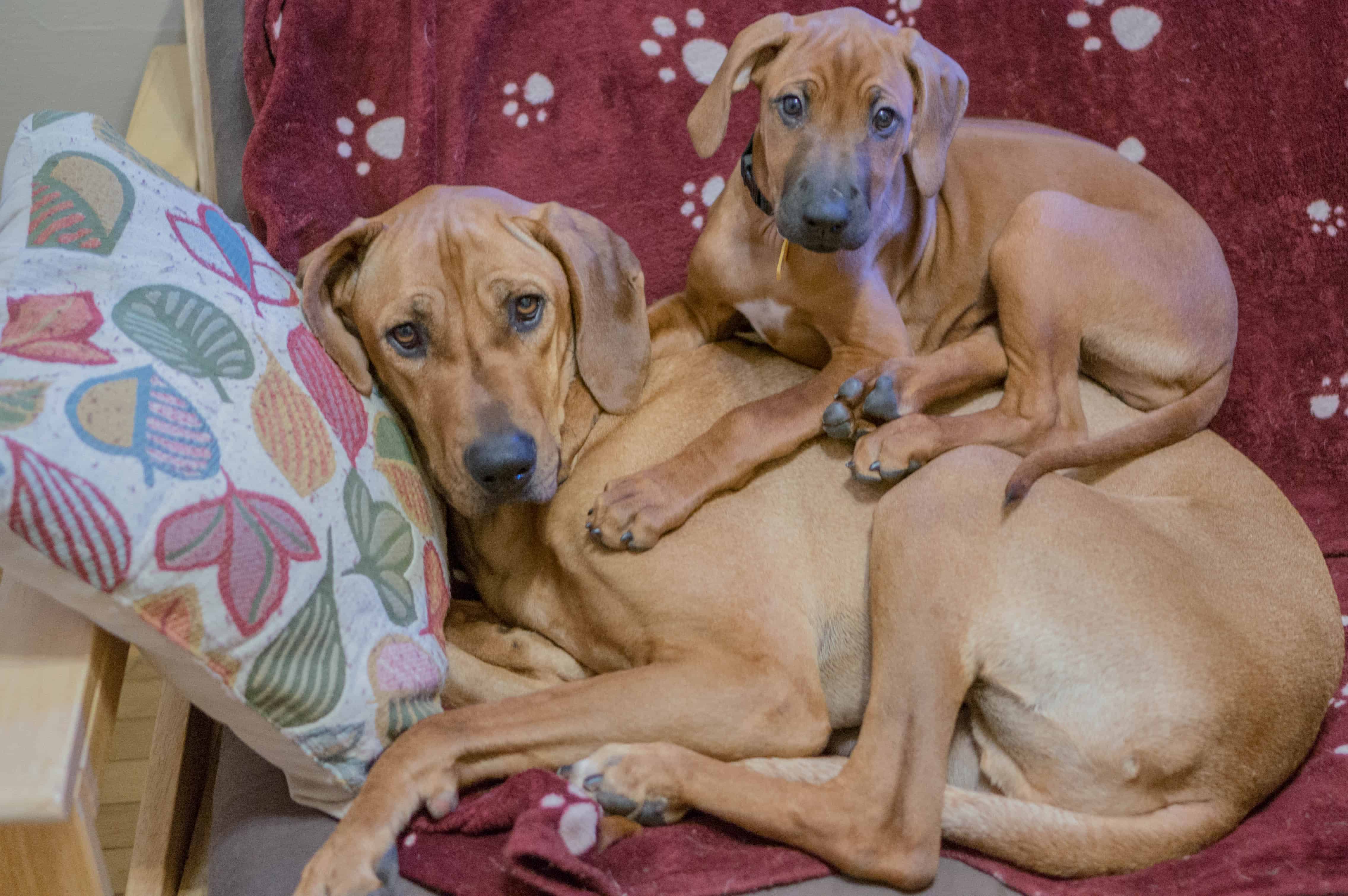 rhodesian ridgeback, puppy, adventure, marking our territory, chicago, dogs