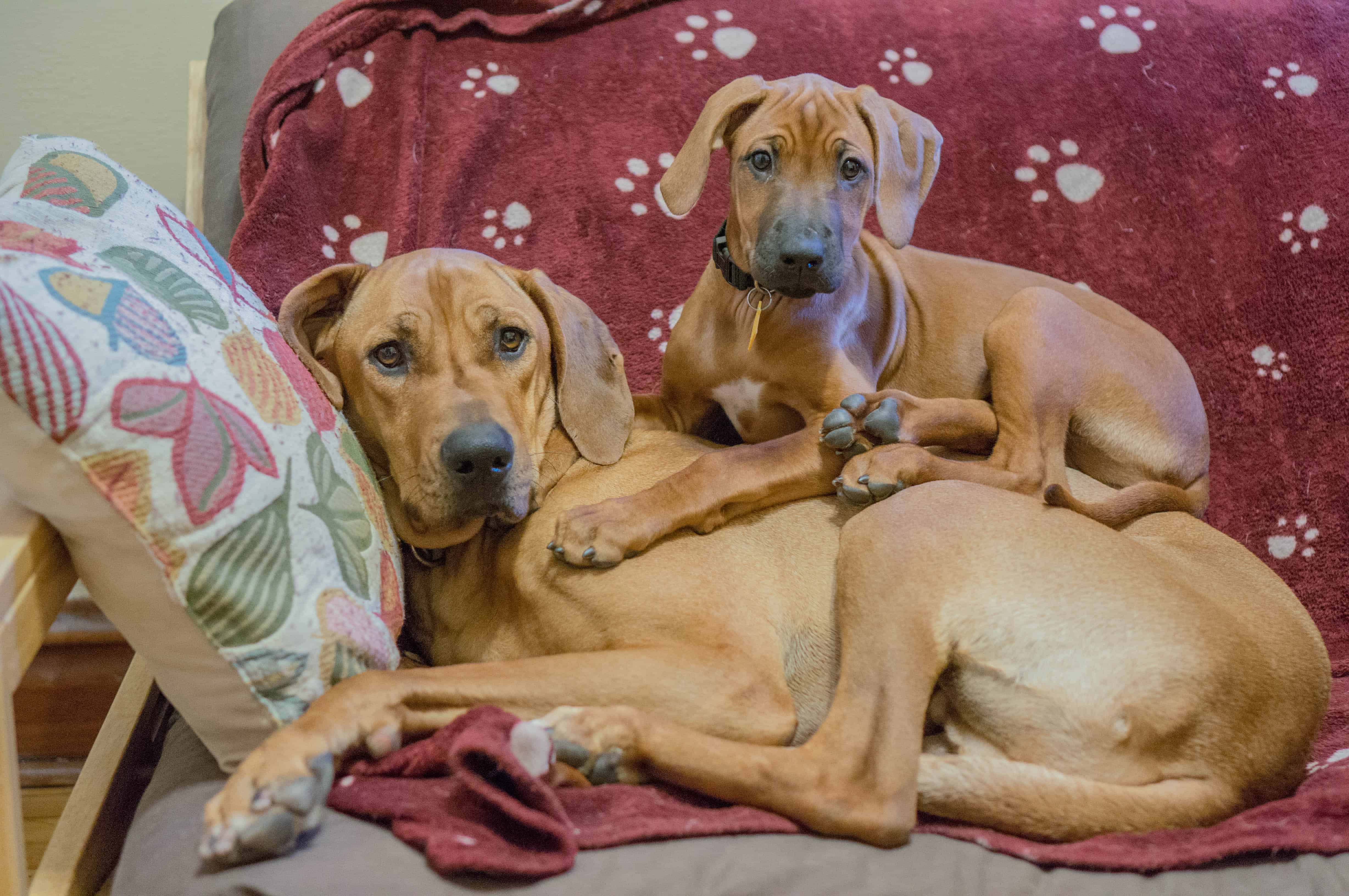 rhodesian ridgeback, puppy, adventure, marking our territory, chicago, dogs