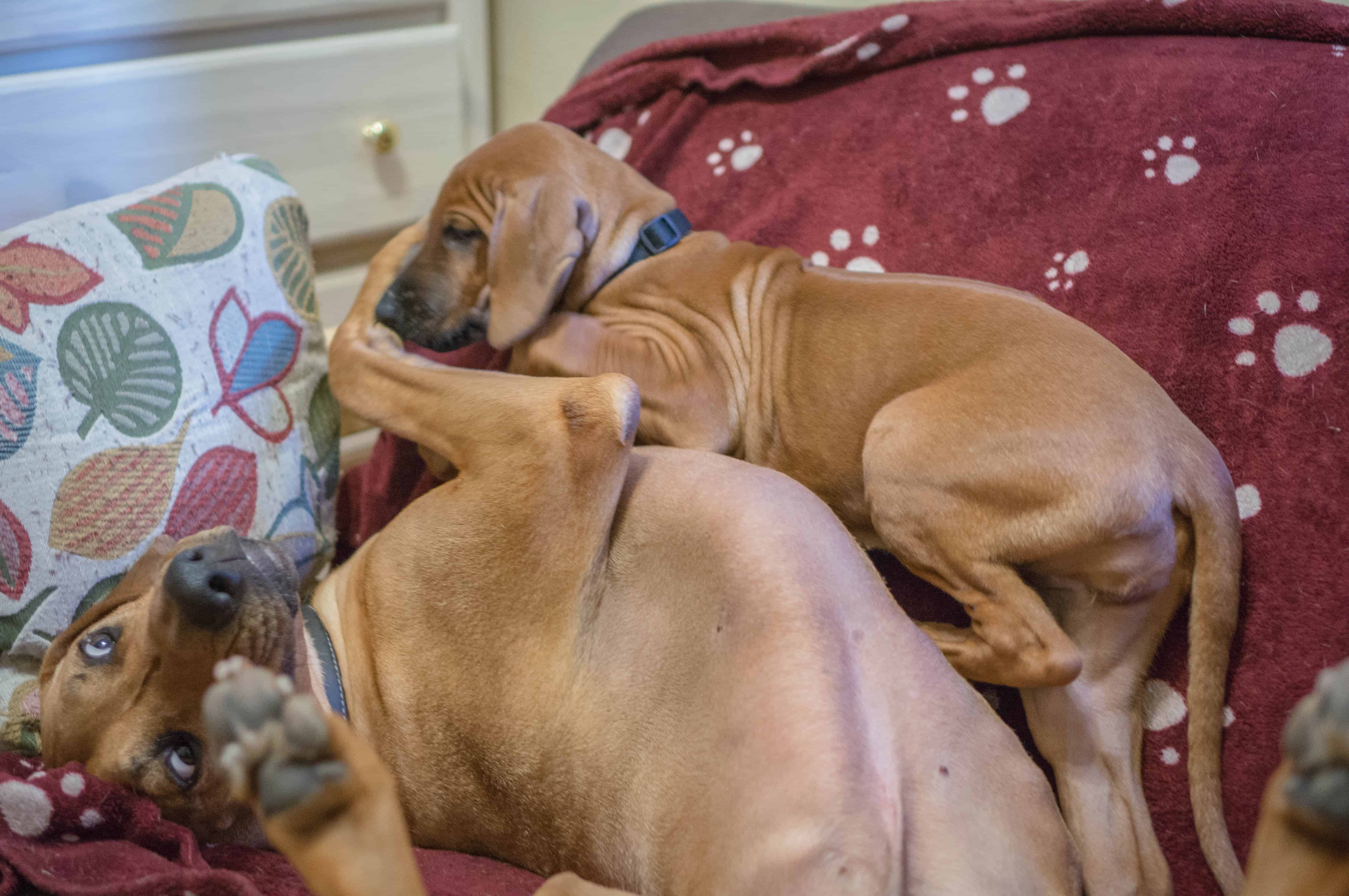 rhodesian ridgeback, puppy, adventure, marking our territory, chicago, dogs