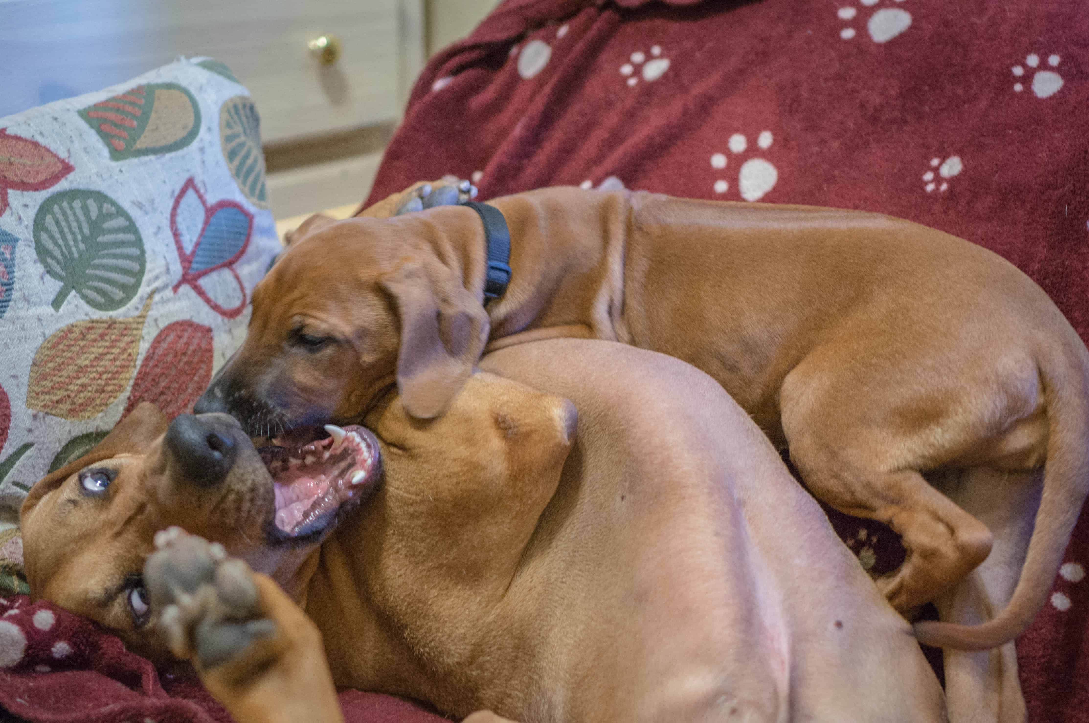 rhodesian ridgeback, puppy, adventure, marking our territory, chicago, dogs