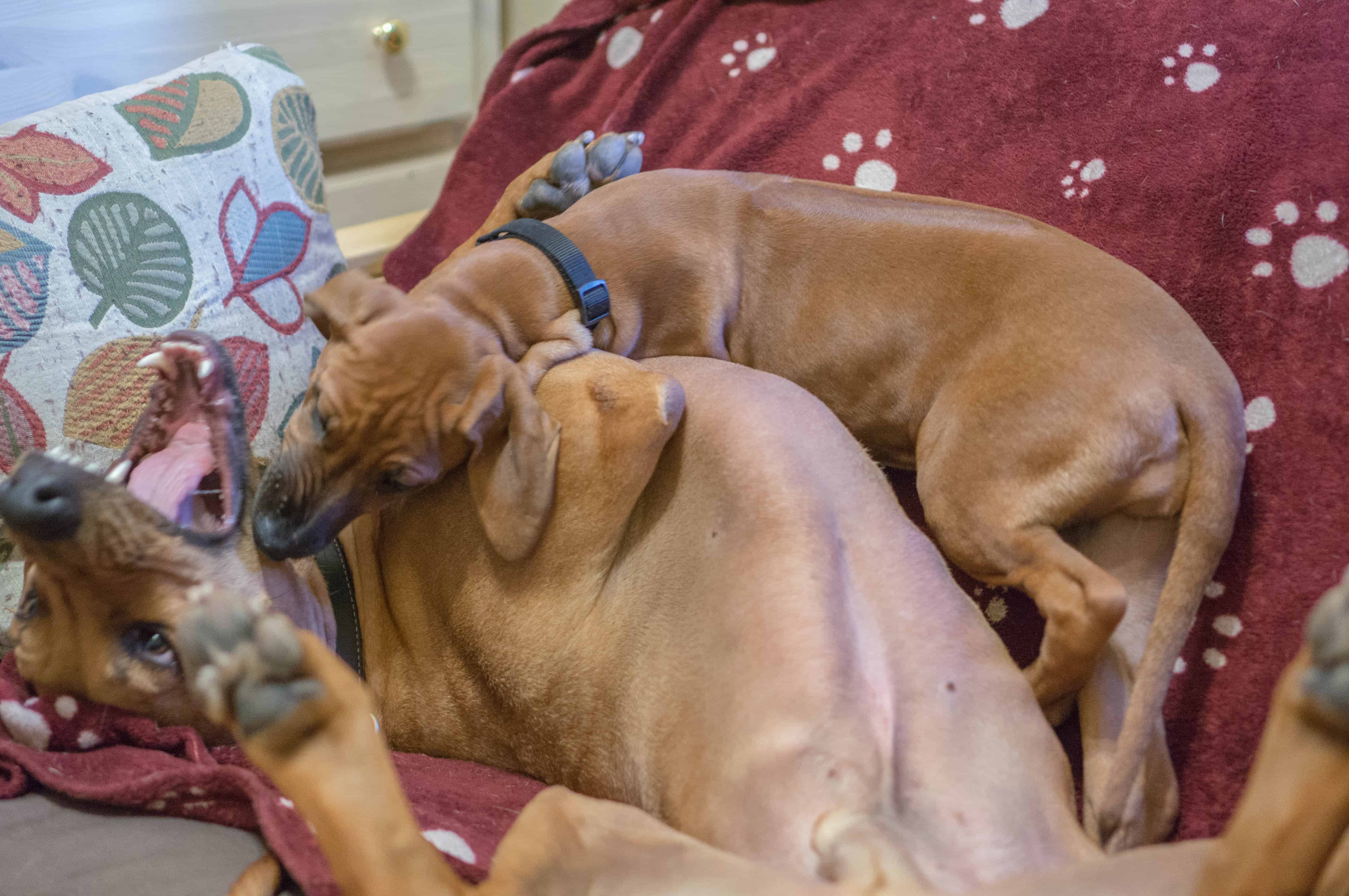 rhodesian ridgeback, puppy, adventure, marking our territory, chicago, dogs