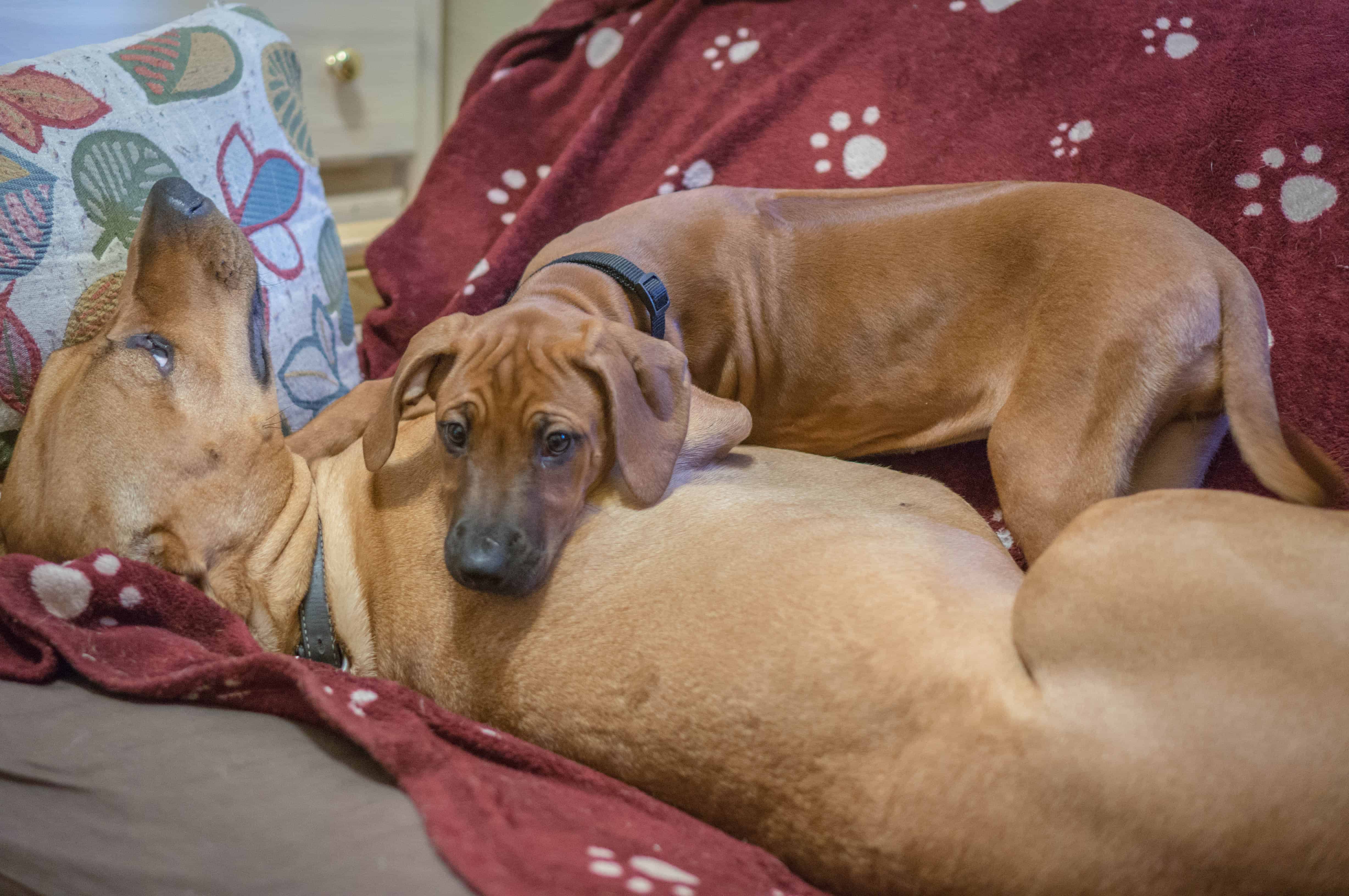 rhodesian ridgeback, puppy, adventure, marking our territory, chicago, dogs