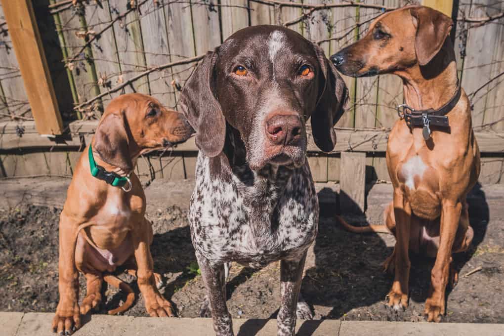 Rhodesian Ridgeback, German Shorthaired Pointer, Marking Our Territory, Chicago