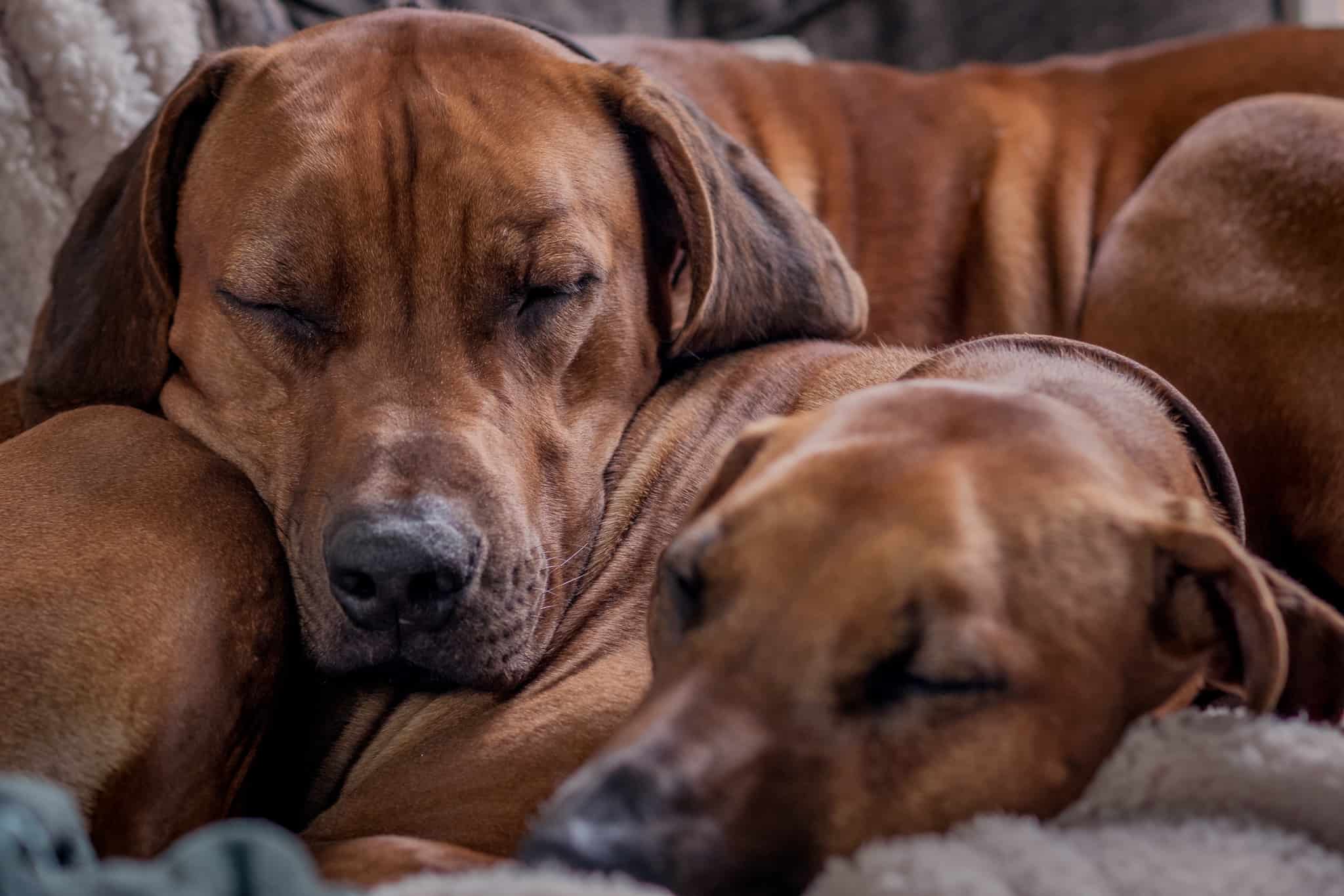 are rhodesian ridgebacks good for apartments