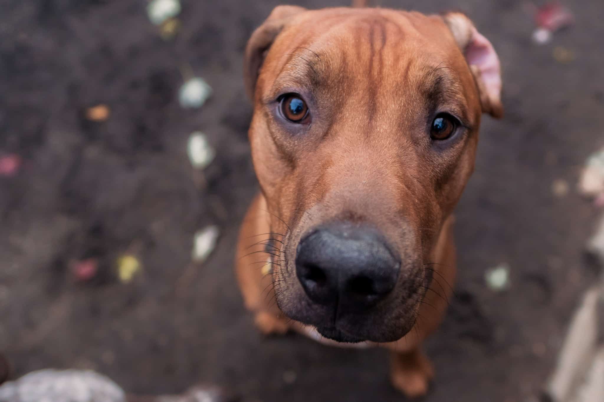 My store rhodesian ridgeback