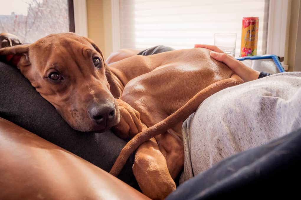 Rhodesian Ridgeback, puppy, baby, chicago, marking our territory