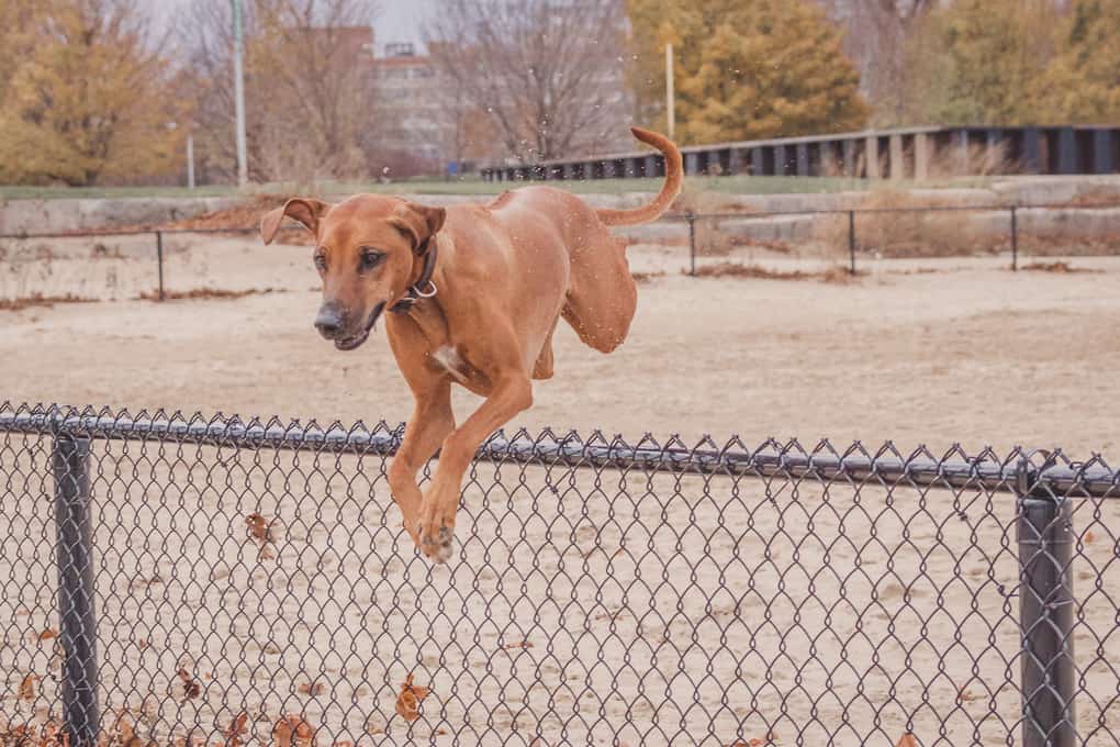 Rhodesian Ridgeback, Montrose Dog Beach, Chicago, Adventure, Marking Our Territory