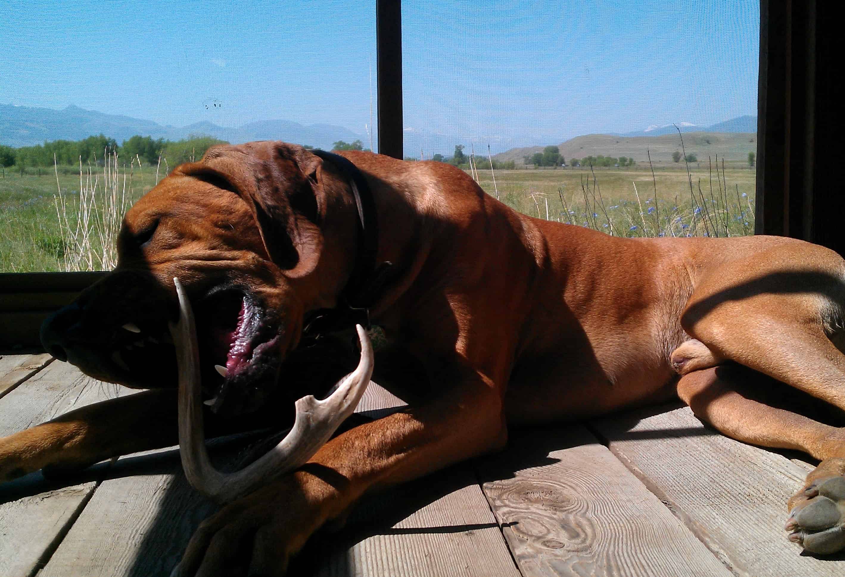 Rhodesian Ridgeback, adventure, dogs, marking our territory, photos