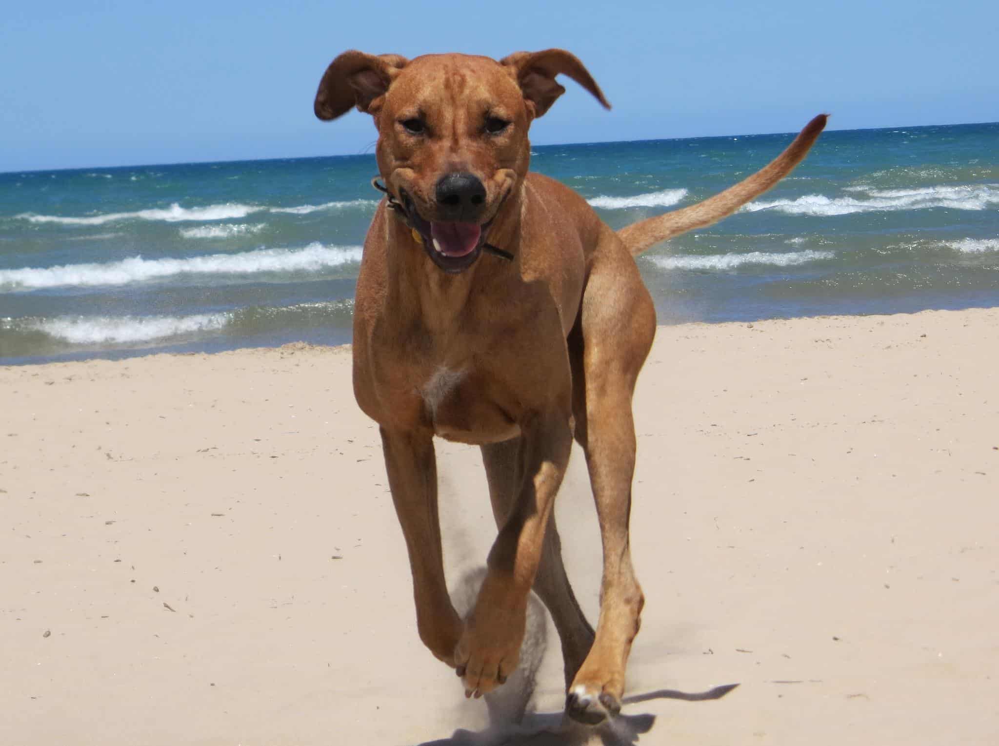 Rhodesian Ridgeback, dog beach, pet photos, dog adventure
