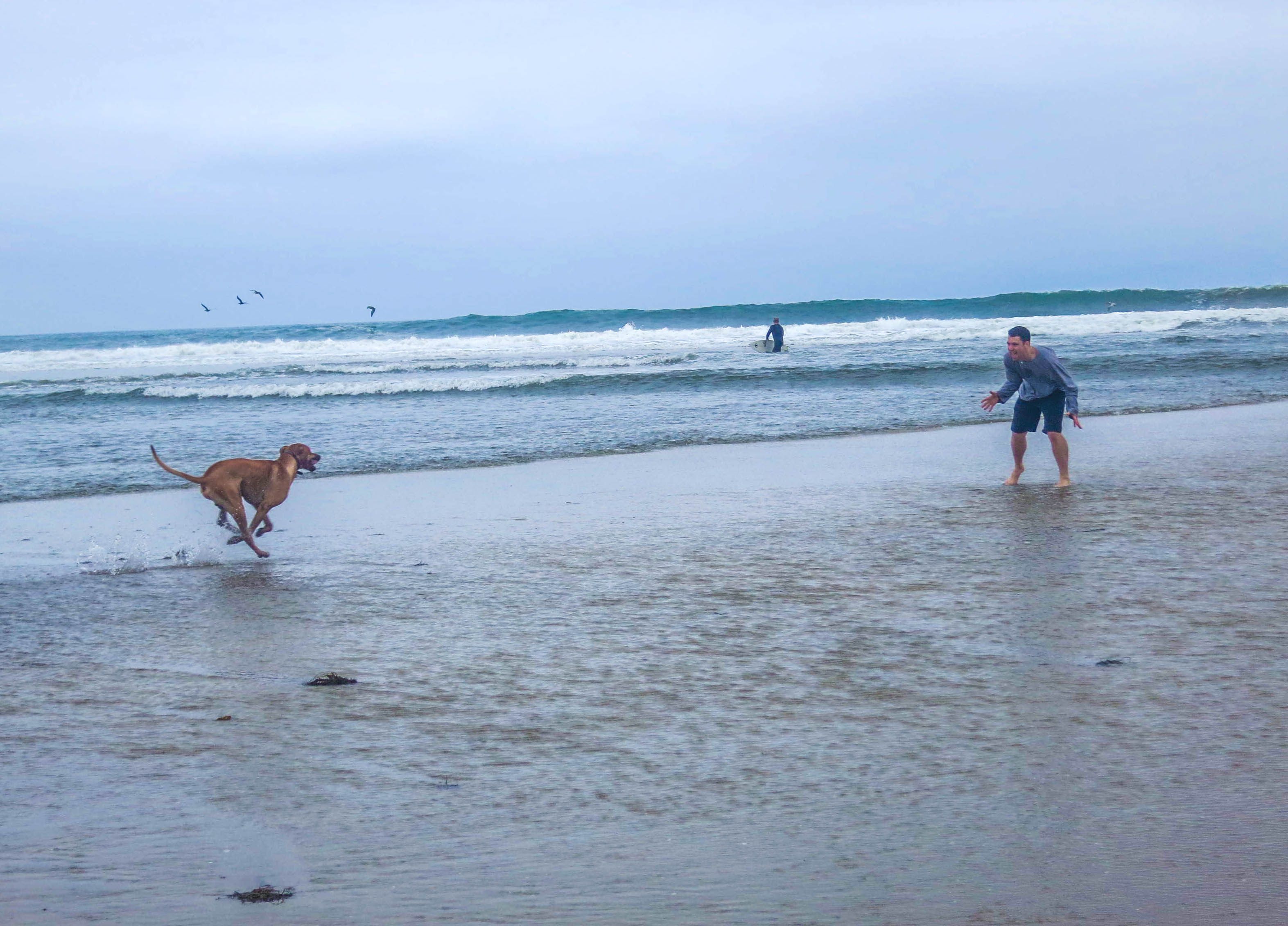 Rhodesian Ridgeback, dog adventure