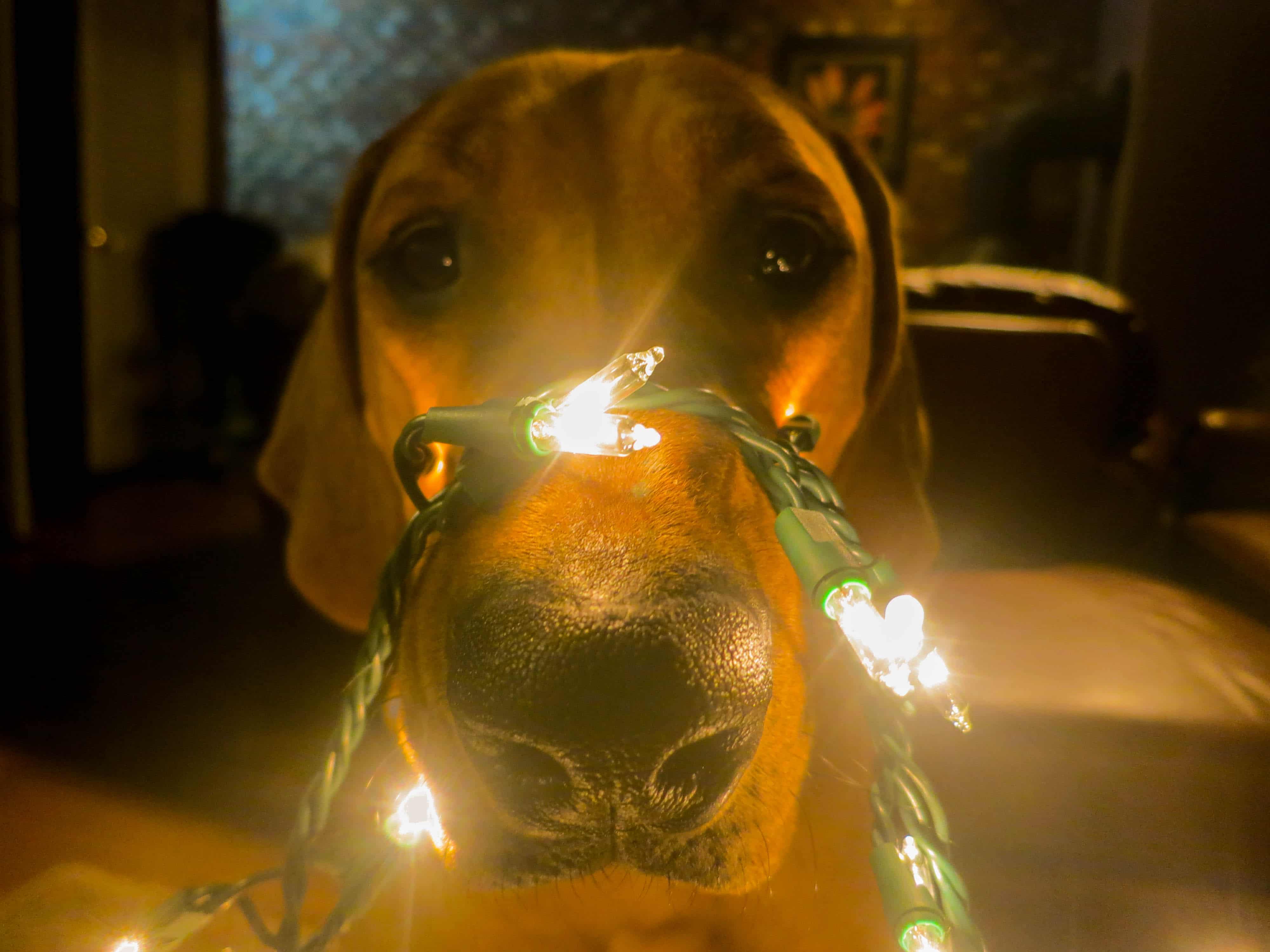 Rhodesian Ridgeback, christmas, pet adventure