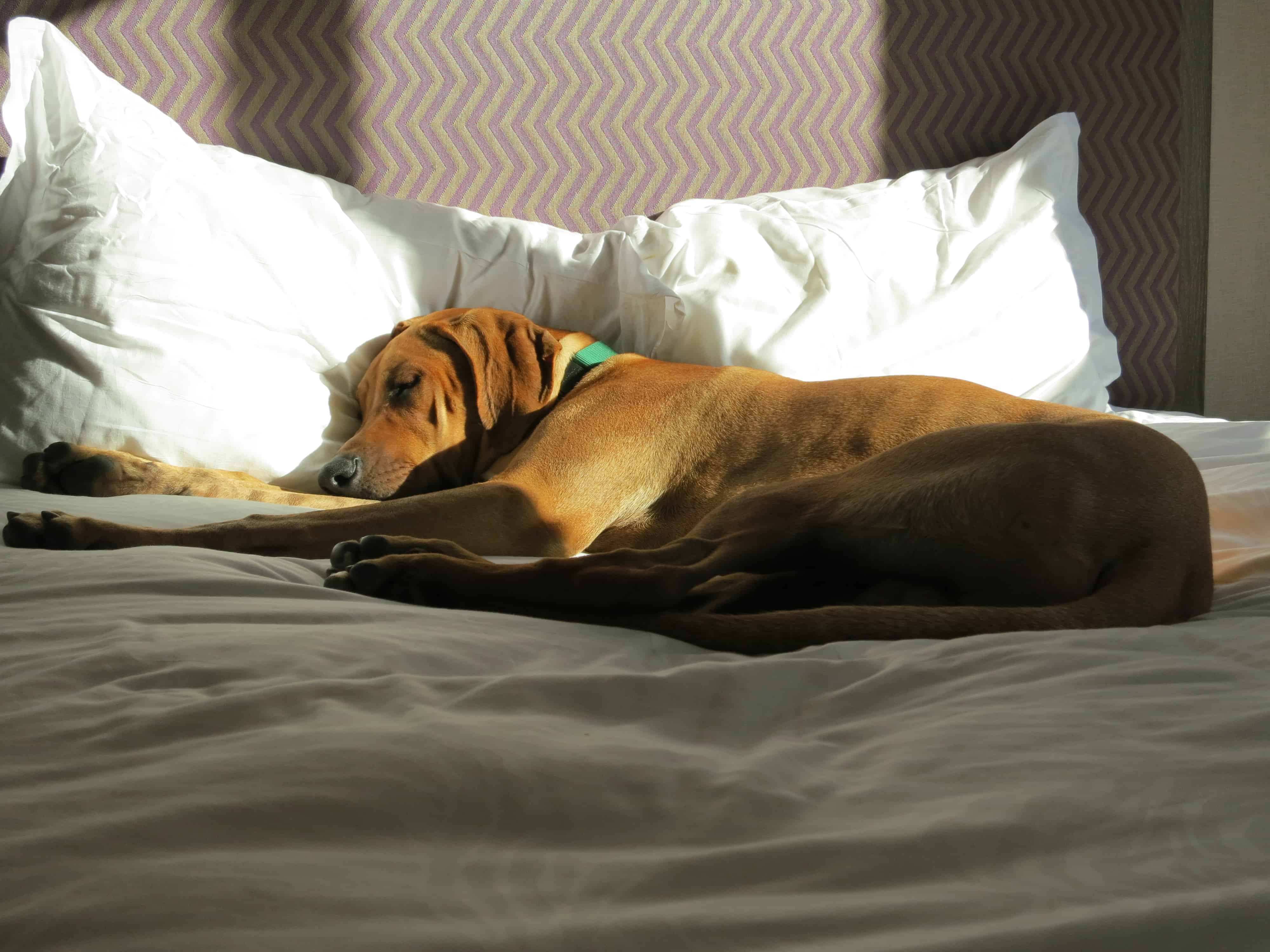 rhodesian ridgeback, pet friendly blog