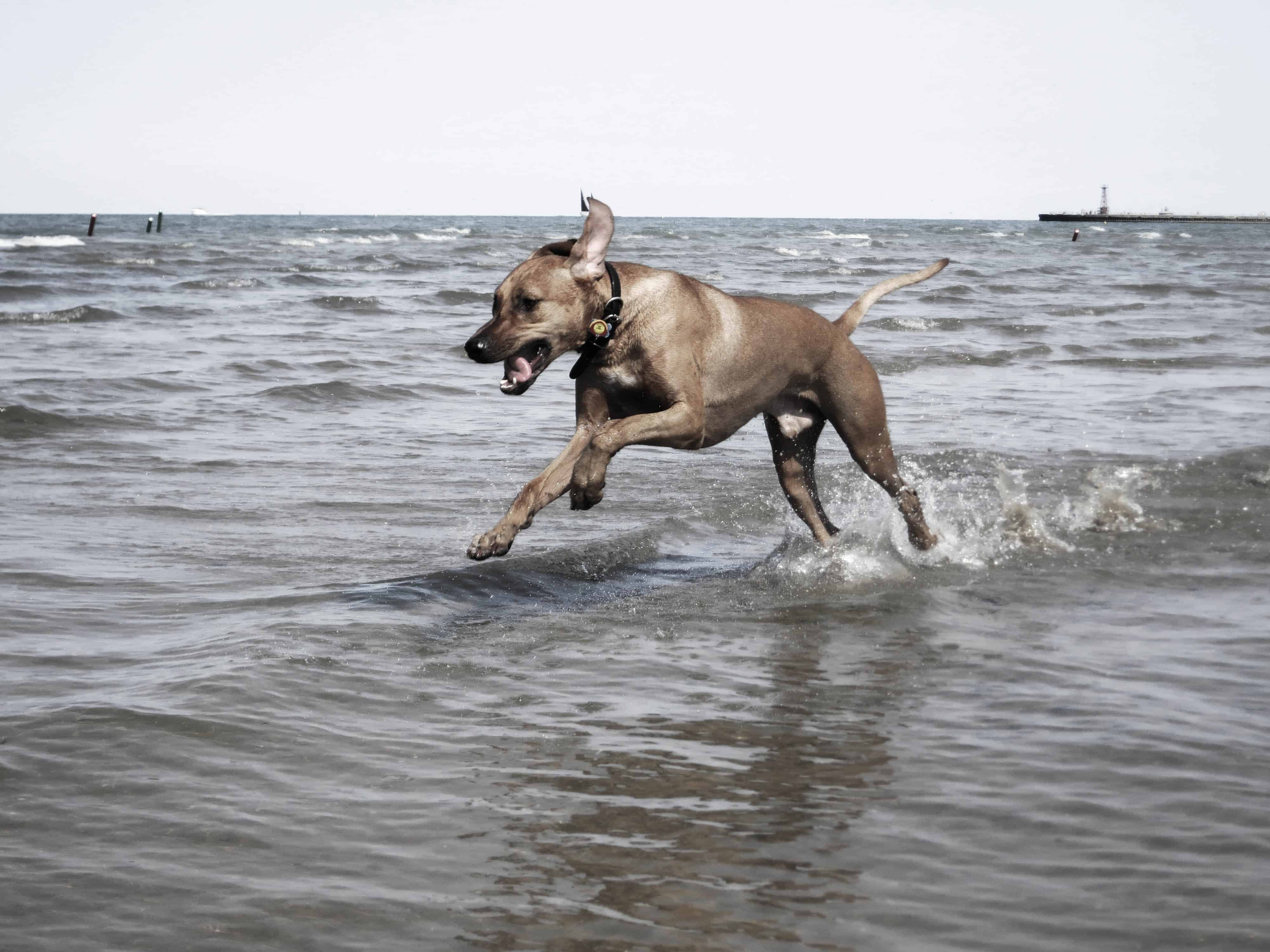 Rhodesian Ridgeback, pet adventure, dog blog, pet blog