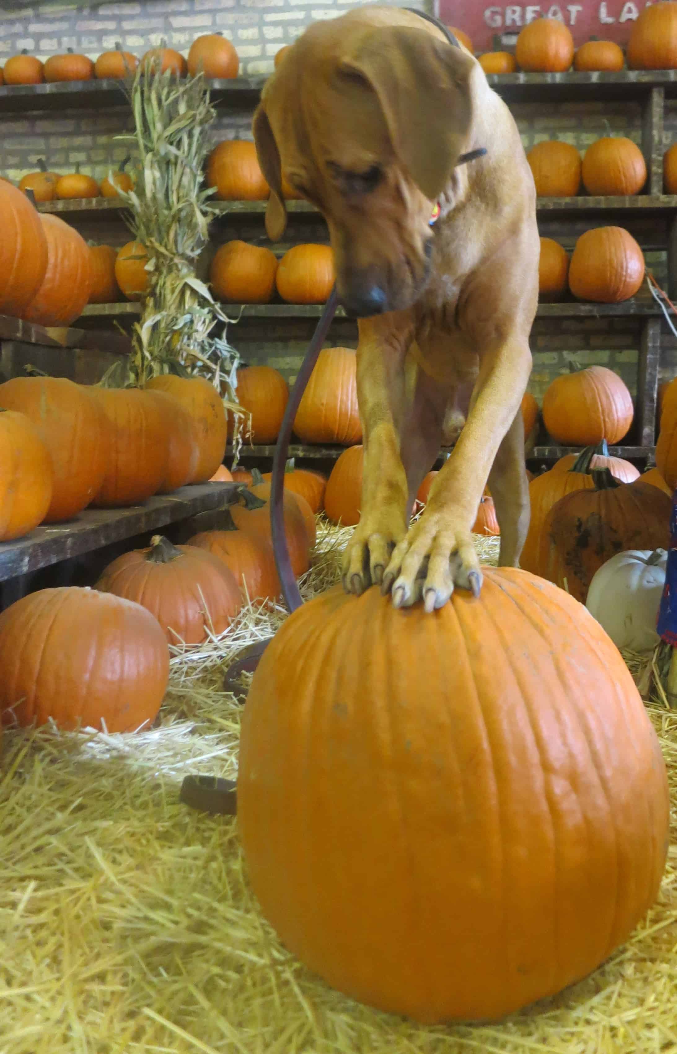 rhodesian ridgeback, things to do with your dog