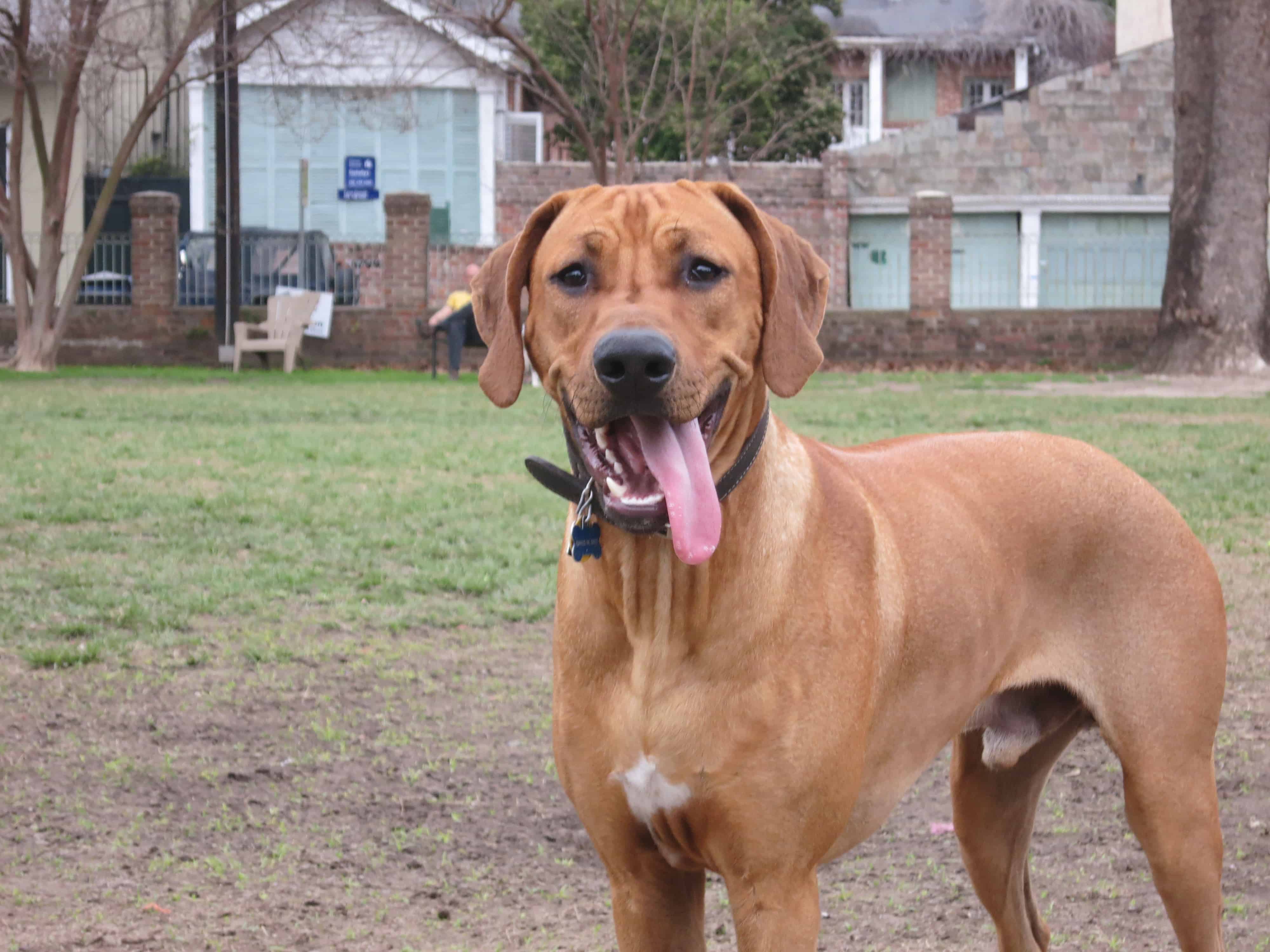 Rhodesian Ridgeback, adventure, dogs, marking our territory, petcentric, pet-friendly