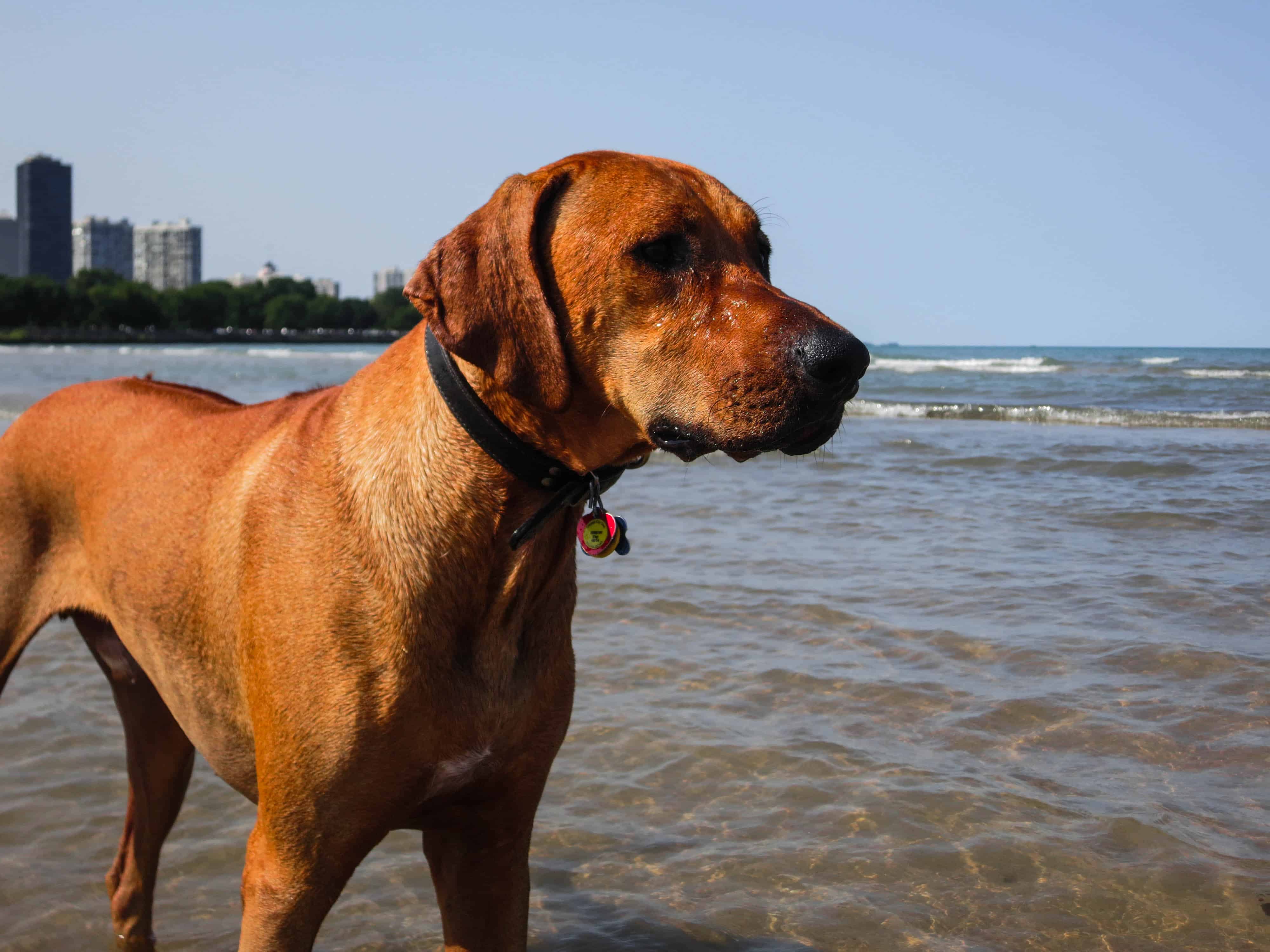 Rhodesian Ridgeback, dog blog