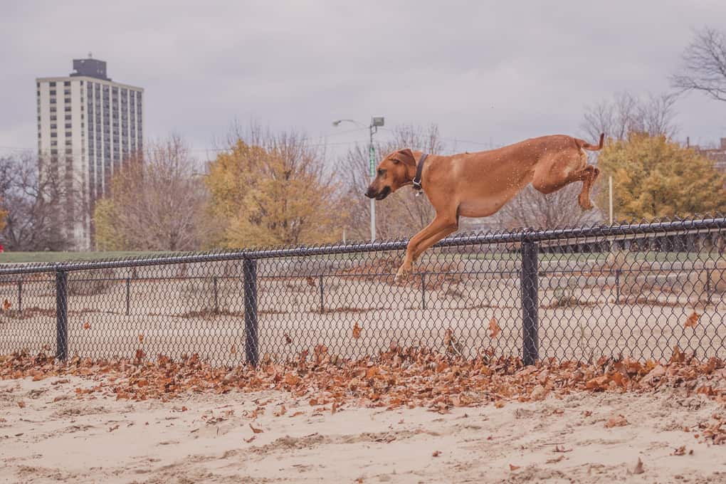 Rhodesian Ridgeback, Montrose Dog Beach, Chicago, Adventure, Marking Our Territory