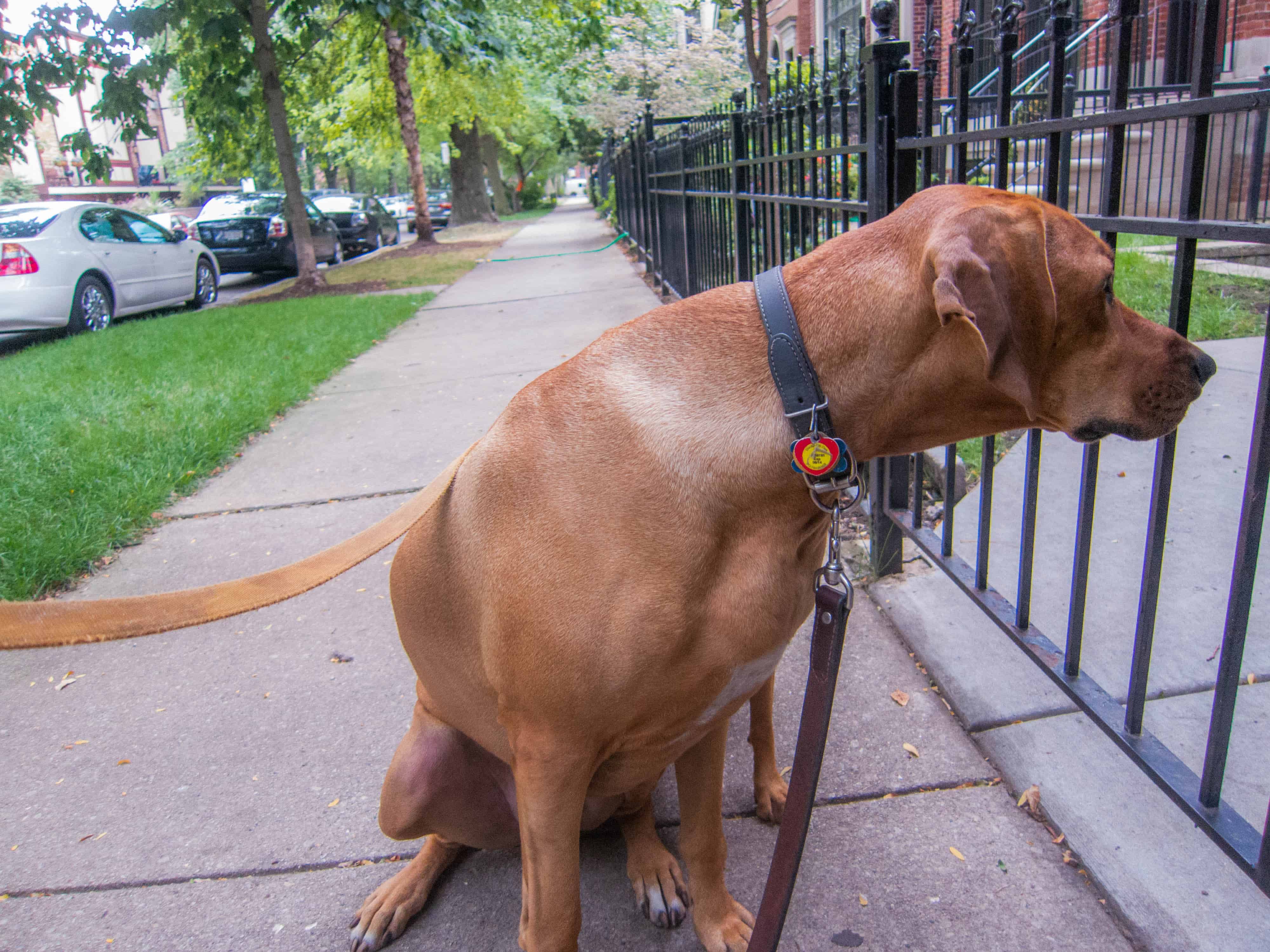 Rhodesian Ridgeback, adventure, marking our territory