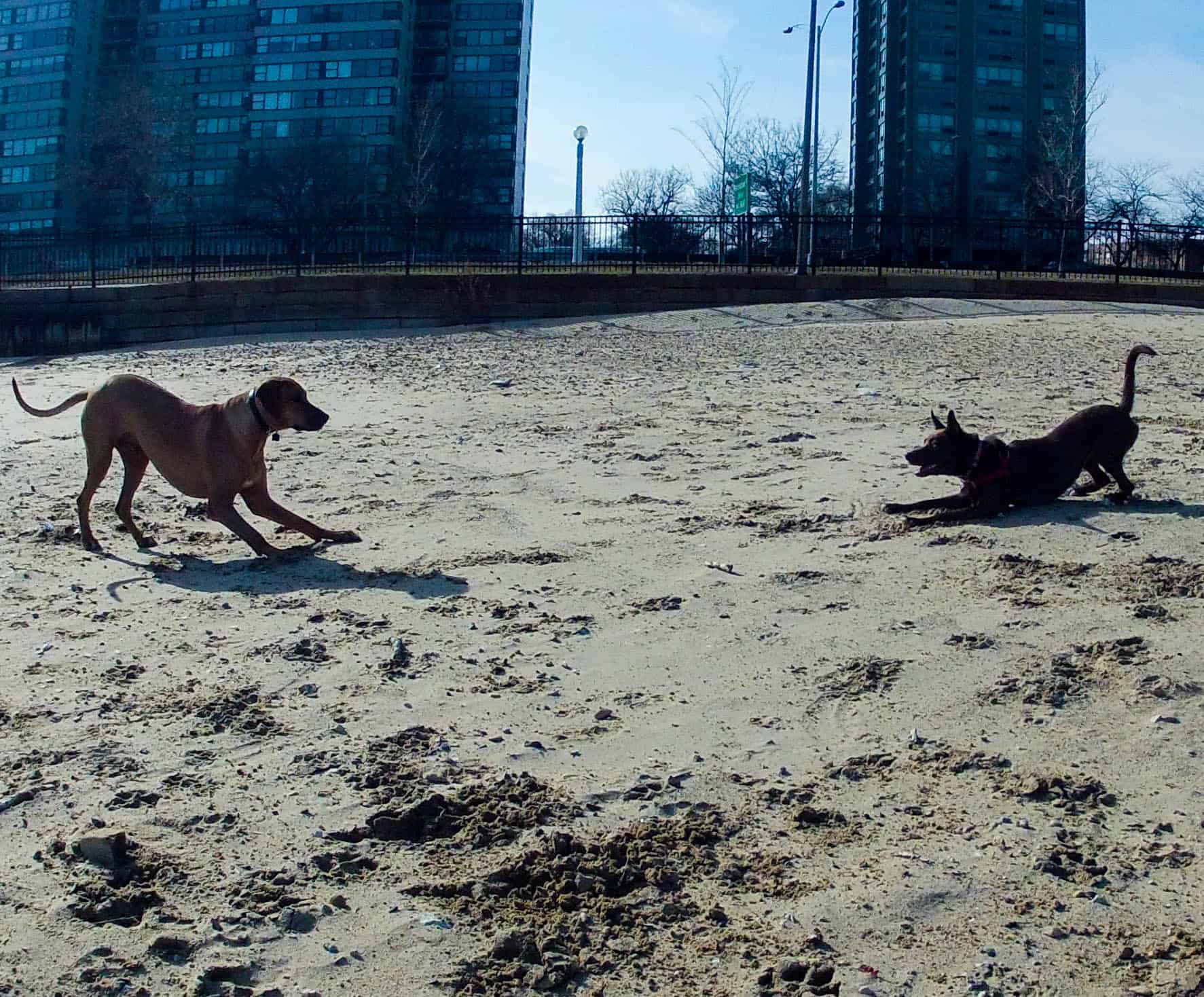 dog beach