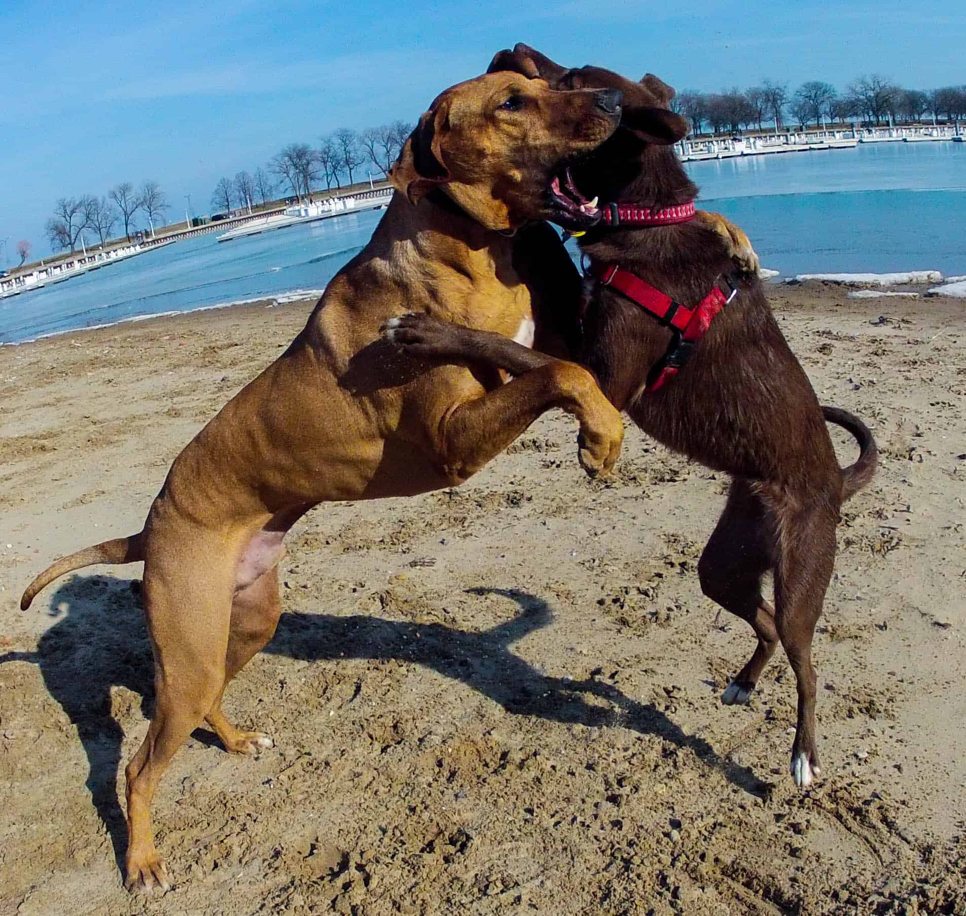 Rhodesian Ridgeback