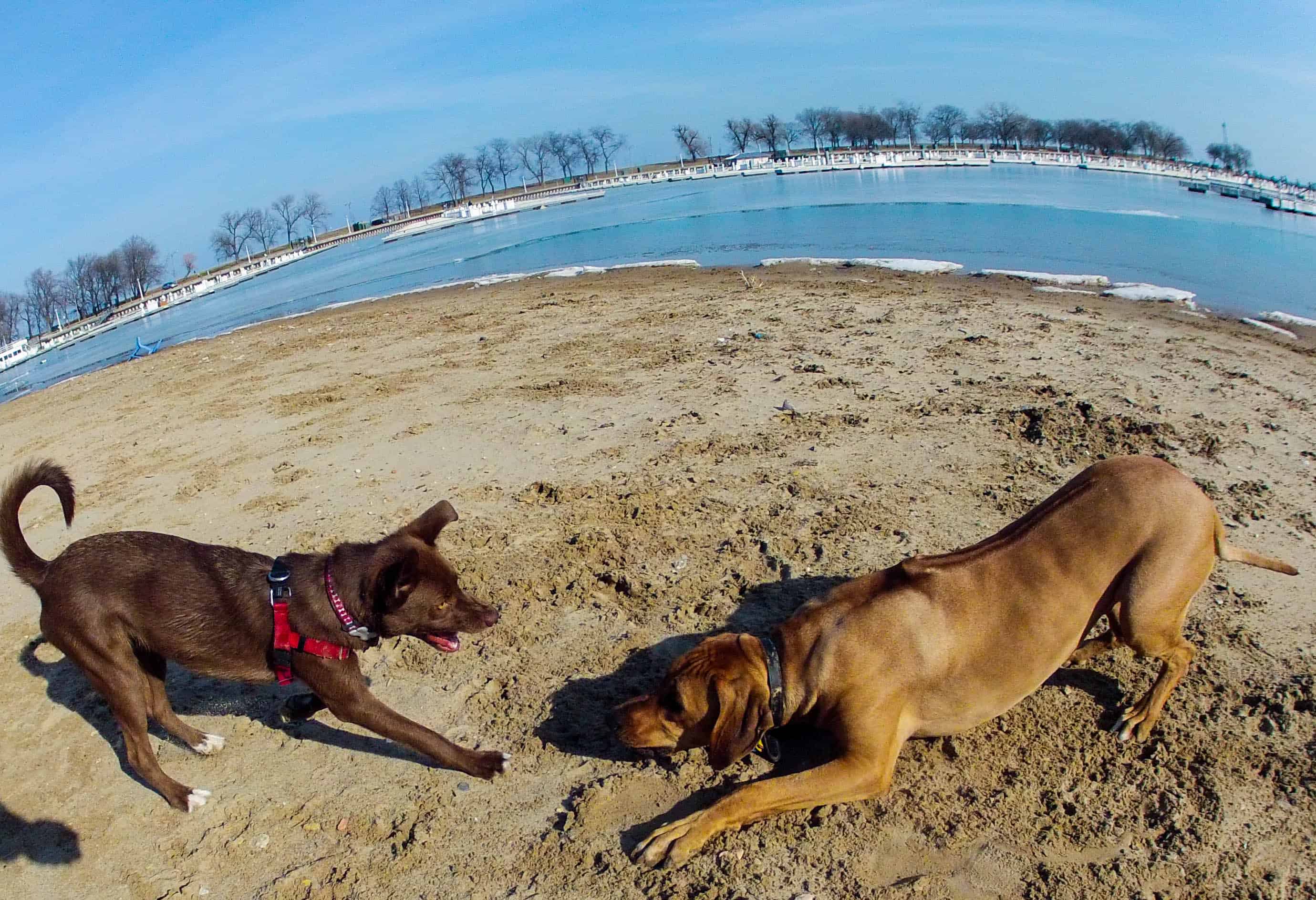 dog beach chicago