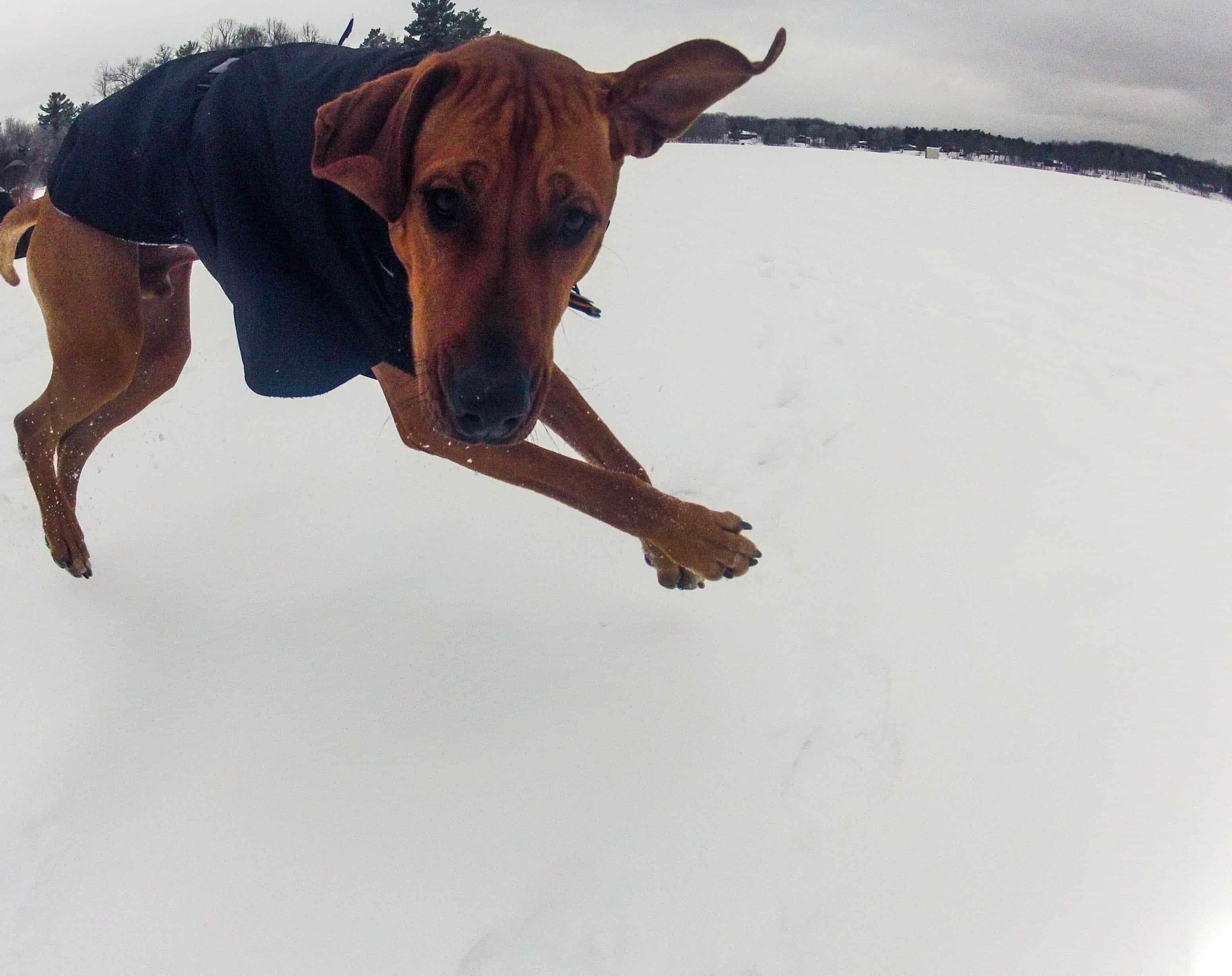 Rhodesian Ridgeback, pet blog