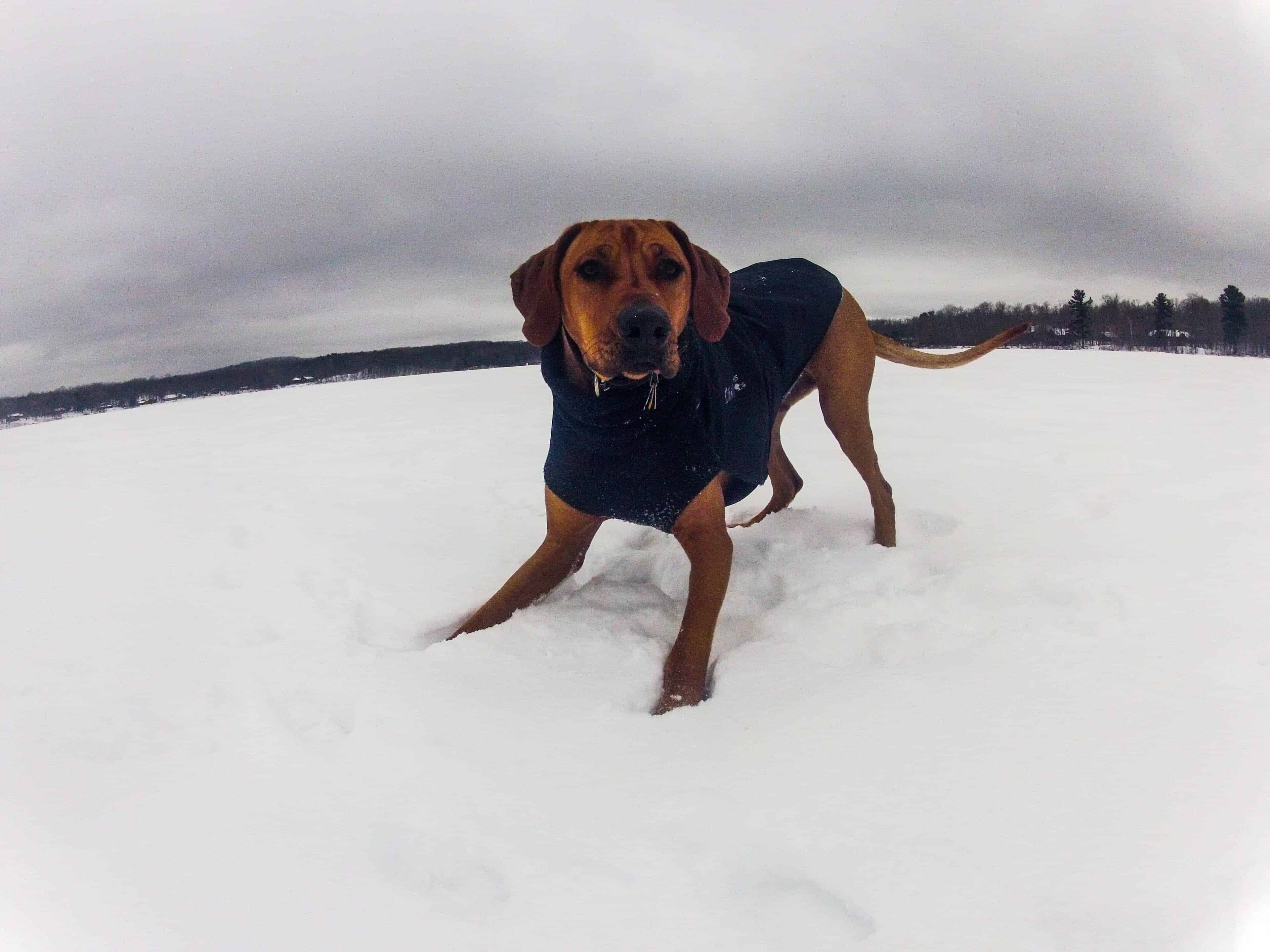 Rhodesian Ridgeback, pet adventure