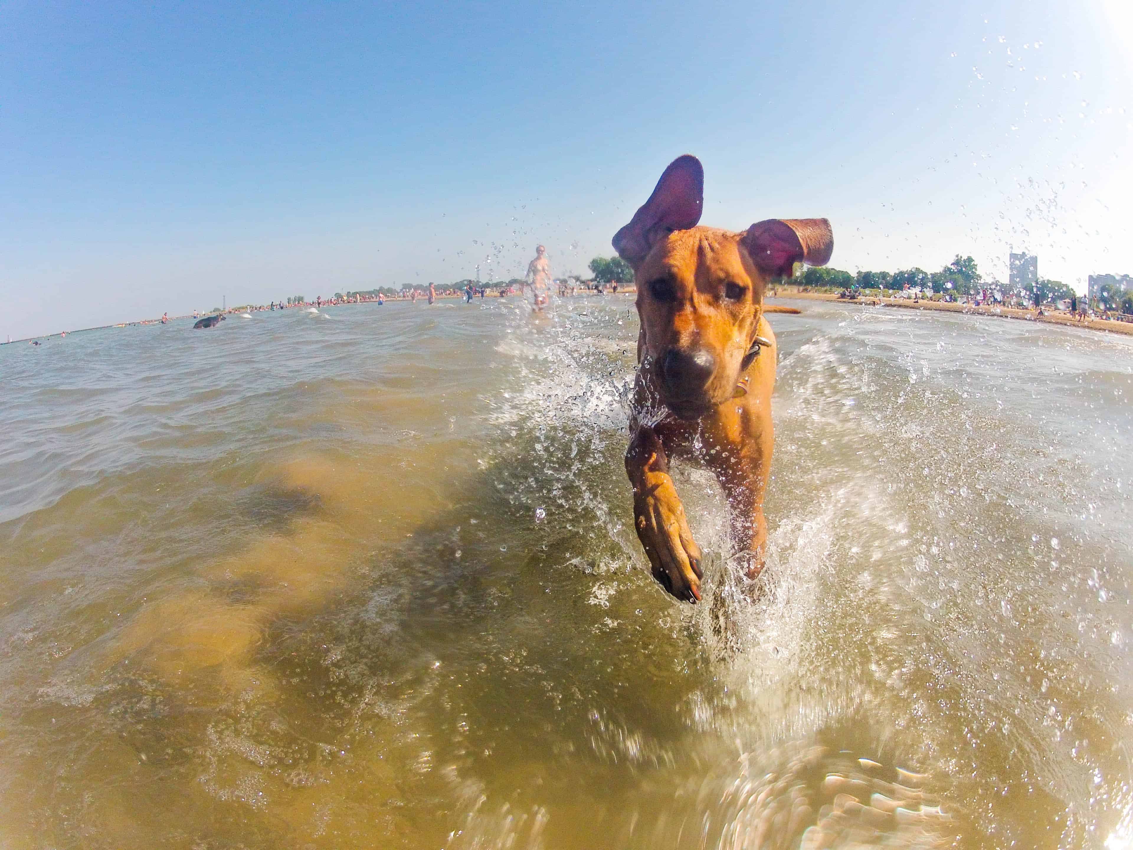 Rhodesian Ridgeback, dog adventure, Rhodesian Ridgeback photos, traveling with your dog, dog beach, dog park