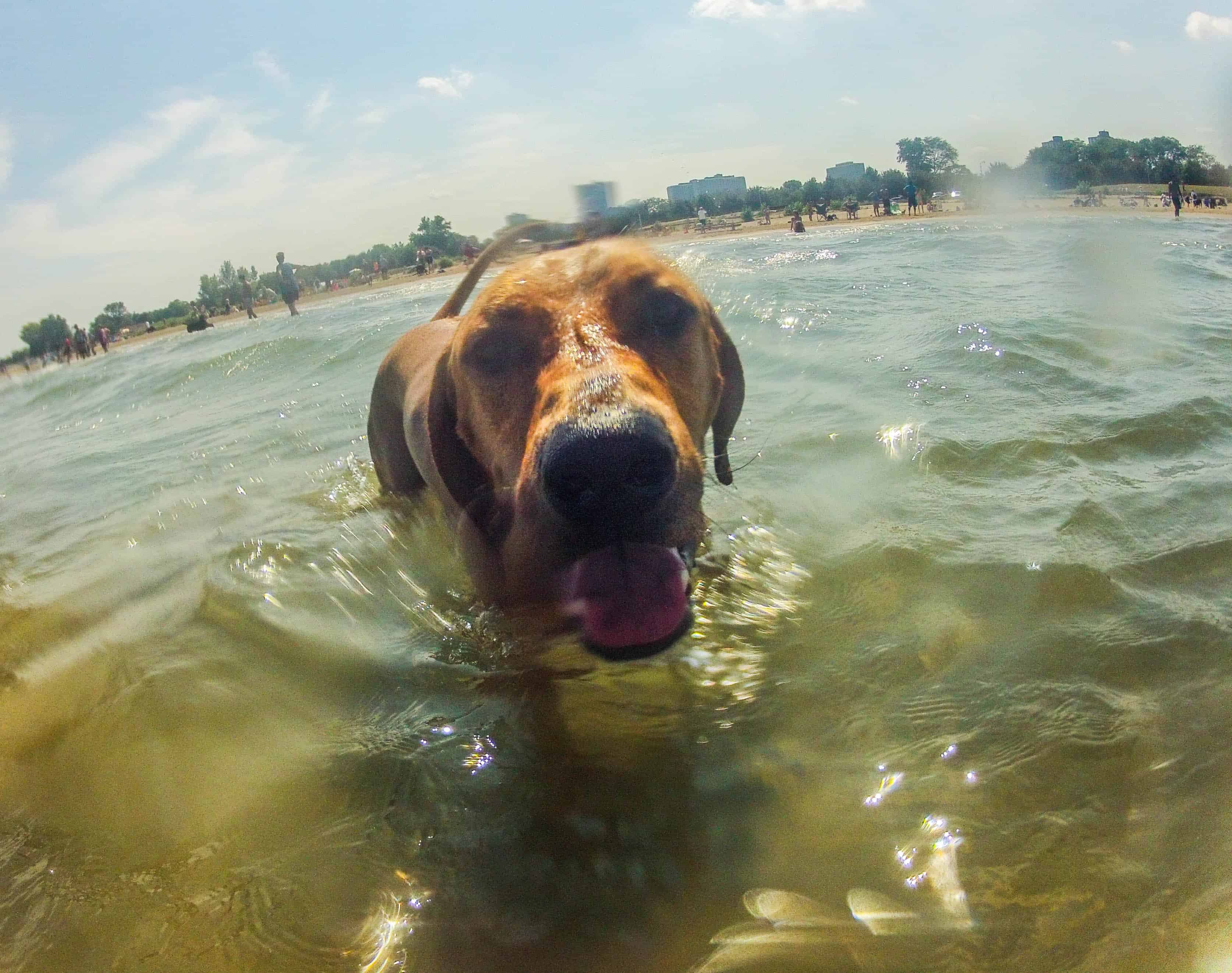 Rhodesian RIdgeback, dog adventure, marking our territory, petcentric