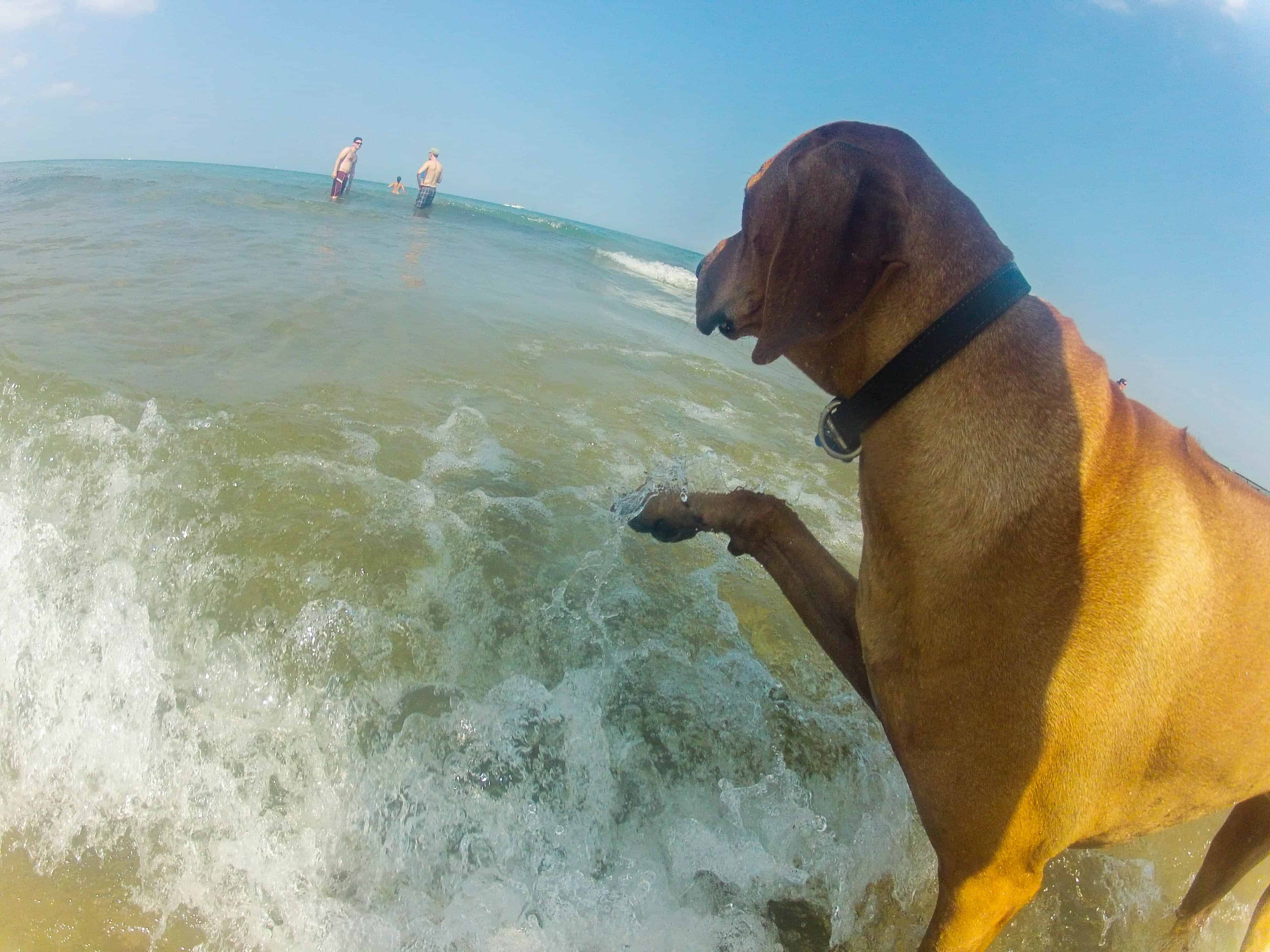 Rhodesian RIdgeback, dog adventure, marking our territory, petcentric