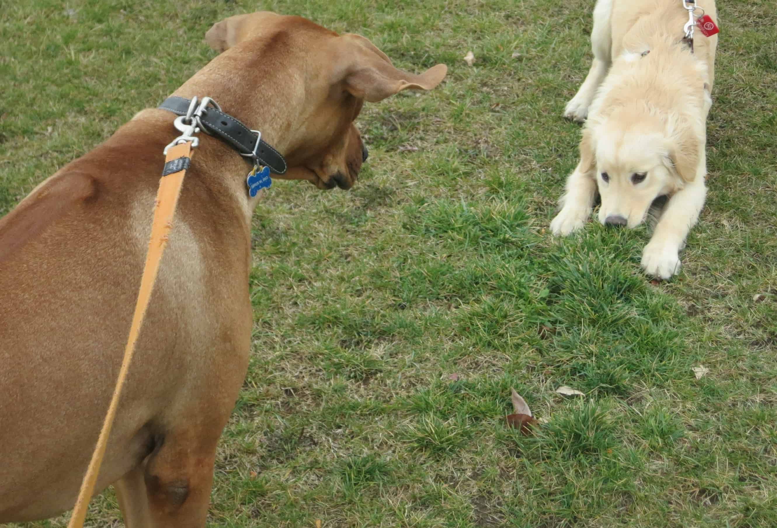 rhodesian ridgeback, pet adventure