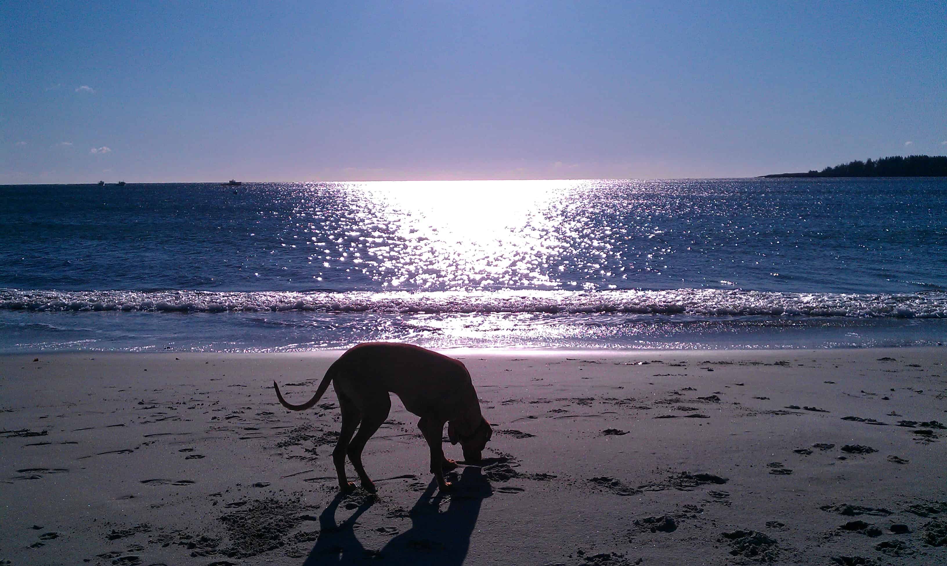 Rhodesian Ridgeback, dog blog