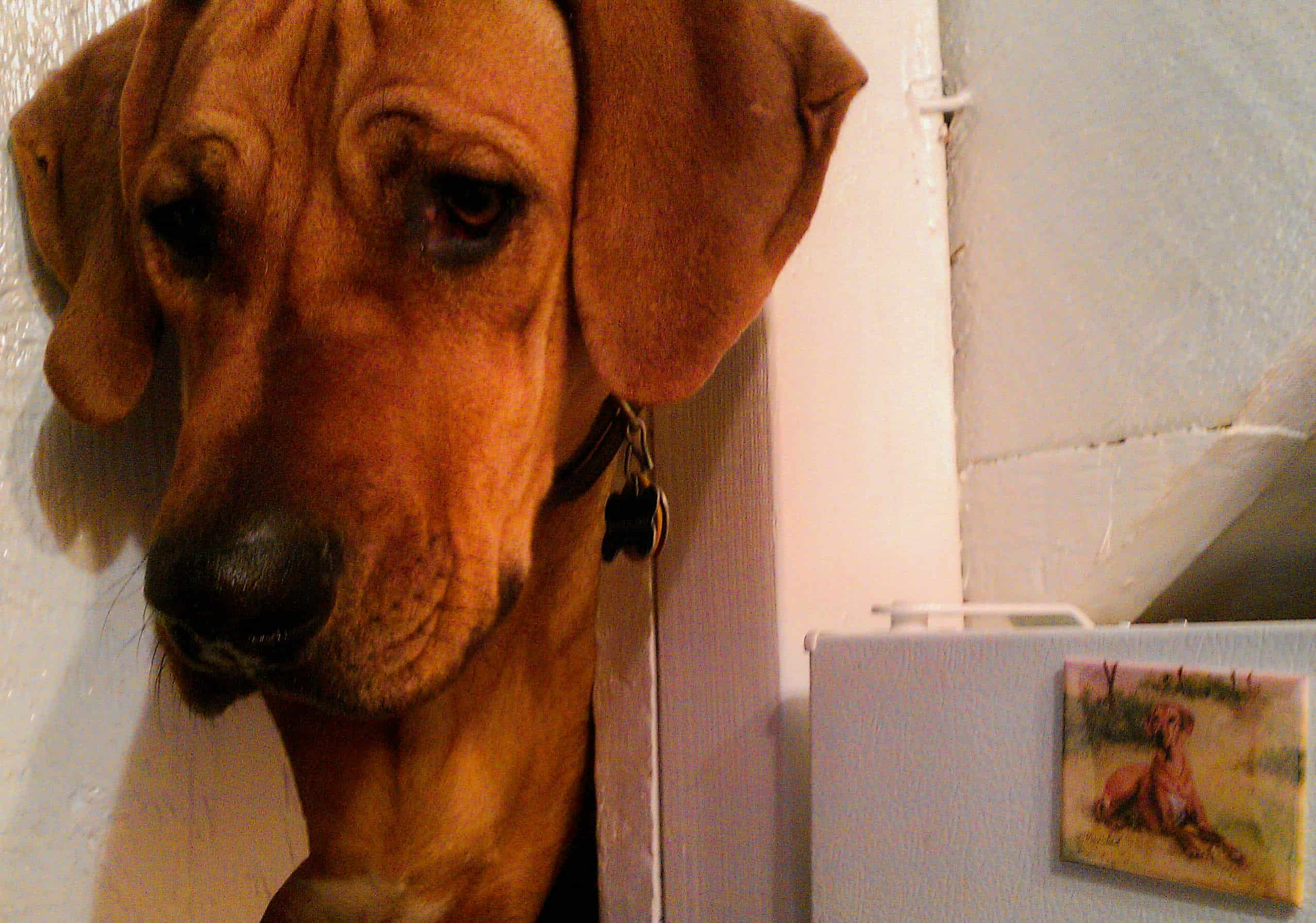 Rhodesian Ridgeback, pet blog