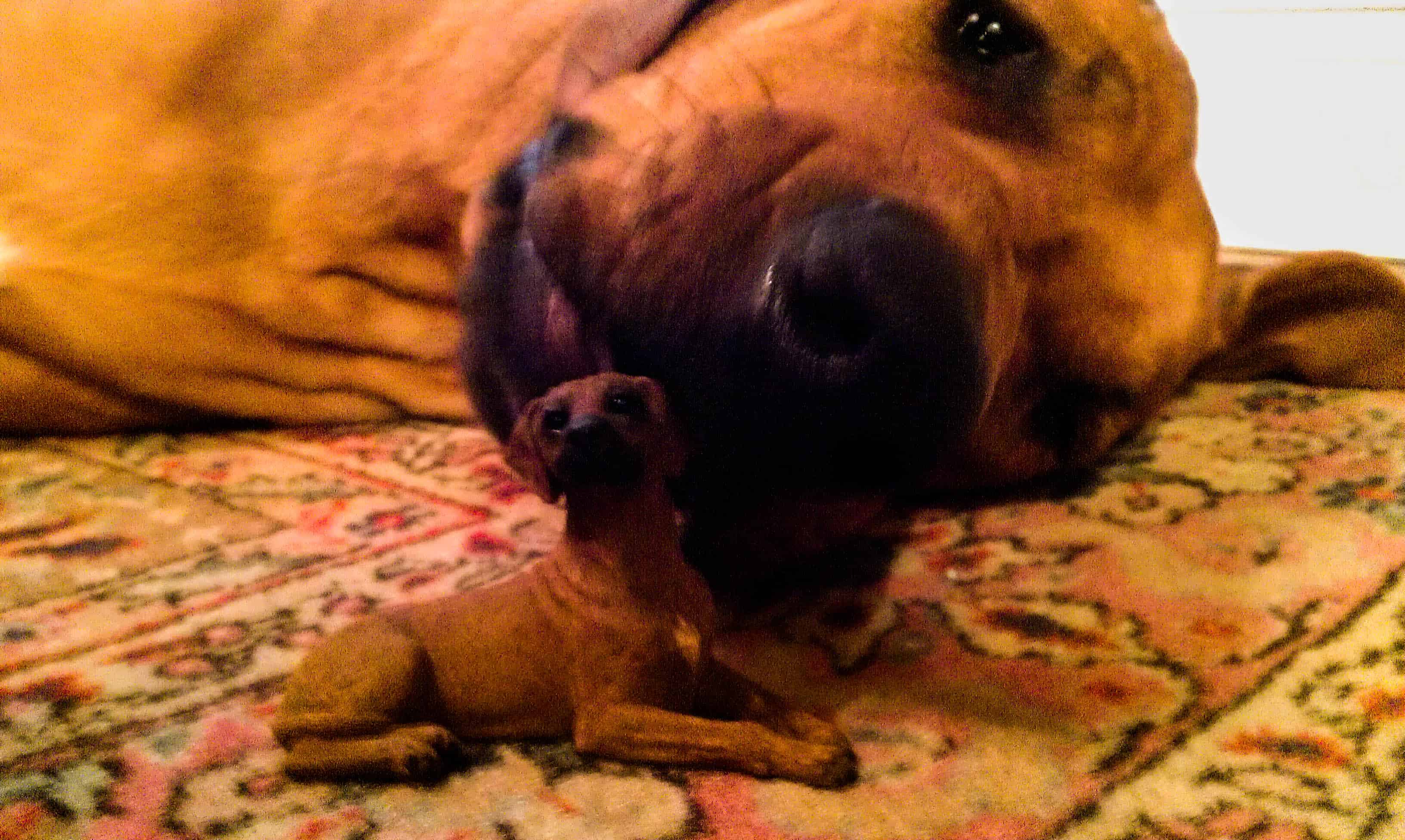 Rhodesian Ridgeback, pet adventure