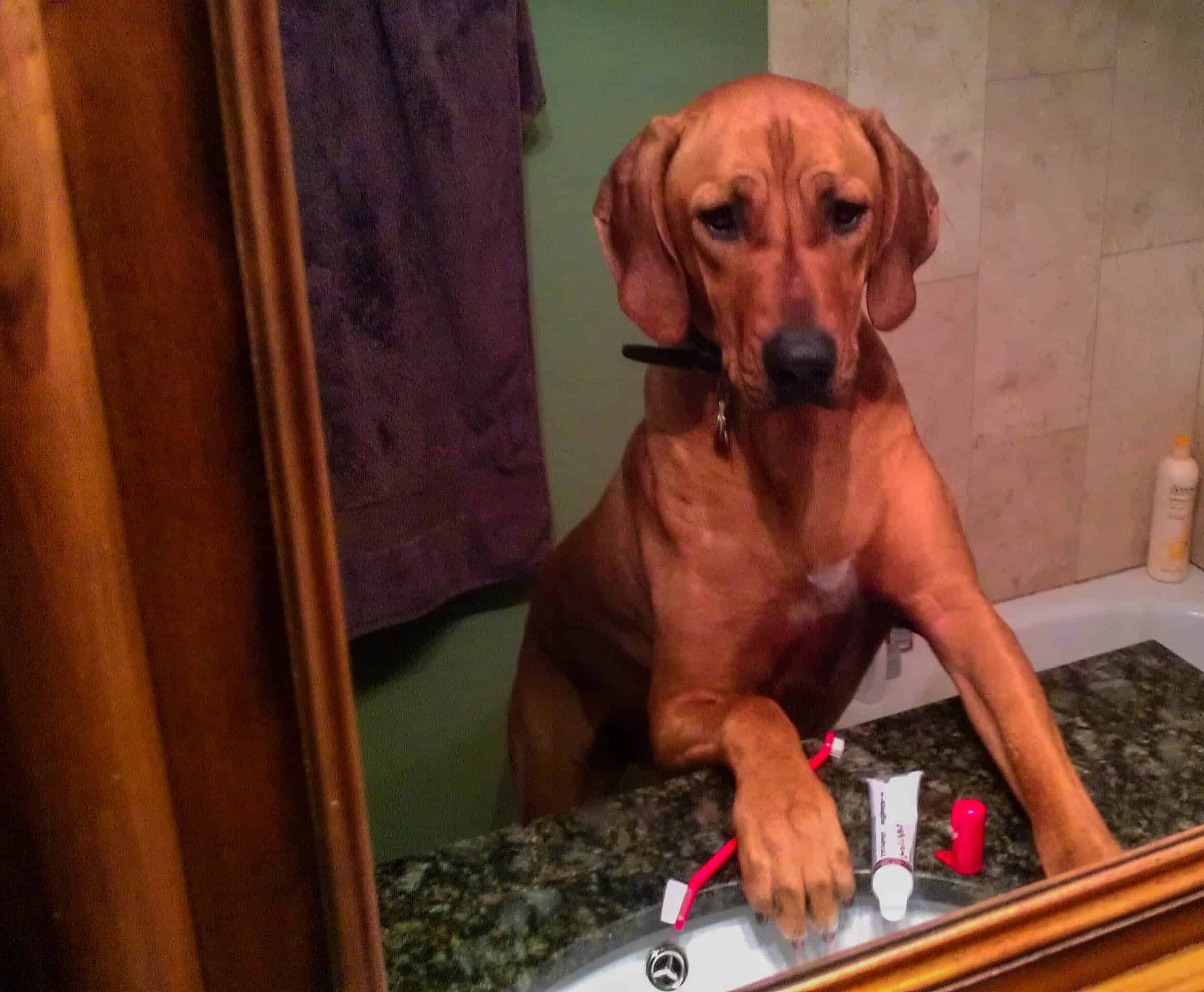 Rhodesian Ridgeback, dog blog