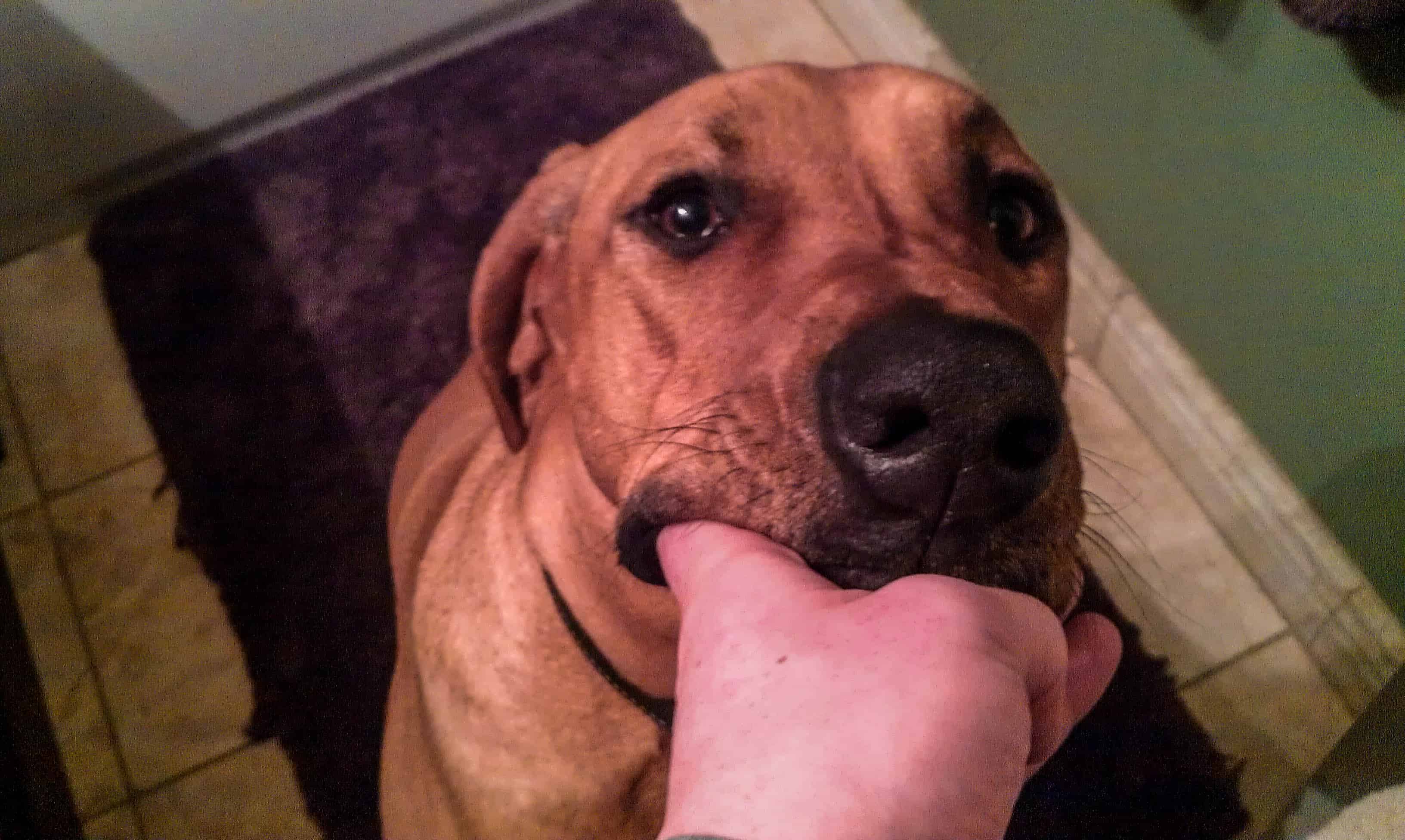 Rhodesian Ridgeback, pet adventure