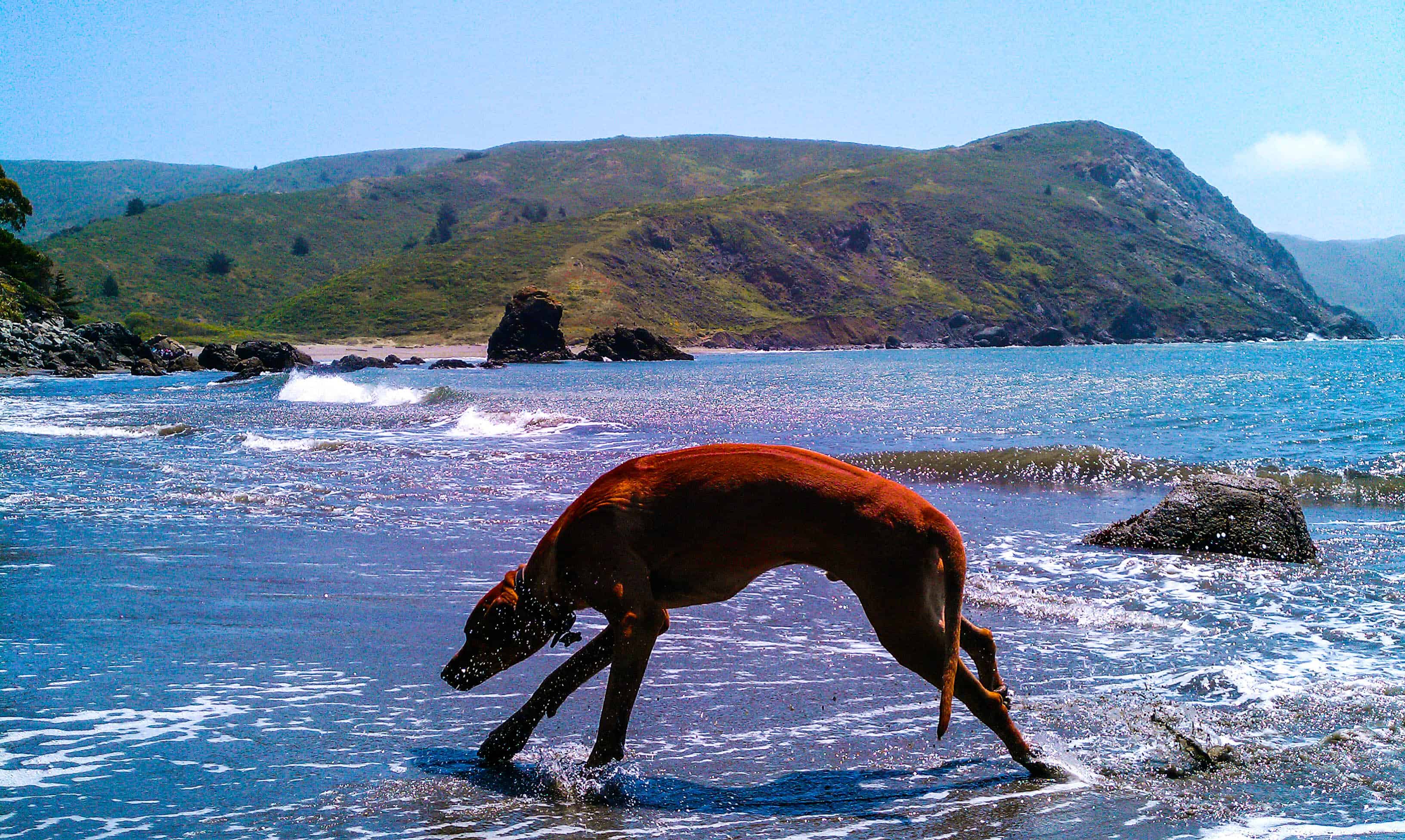 Rhodesian ridgeback, adventure, dog blog