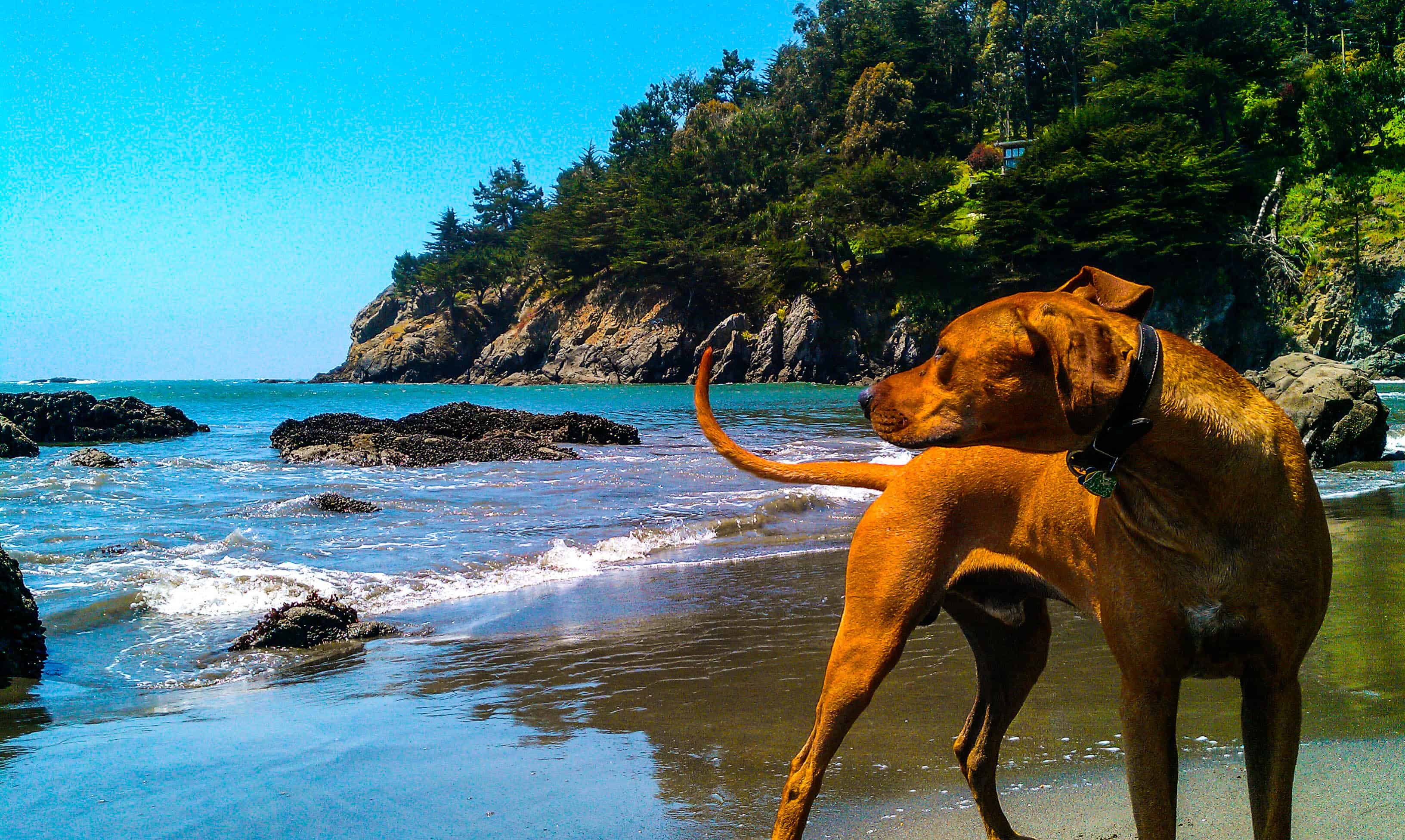 Rhodesian Ridgeback, pet adventure