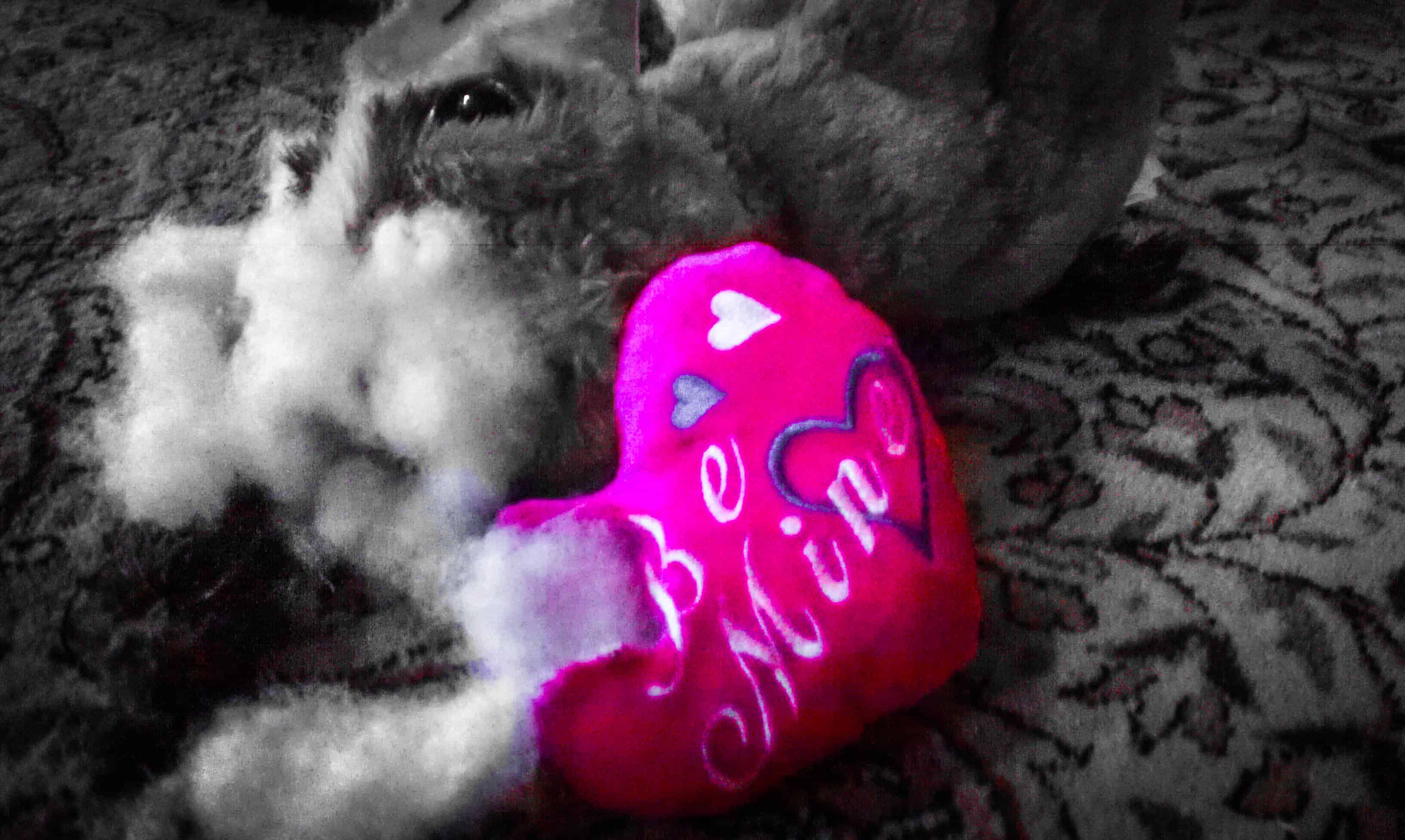 pet valentine, pet blog