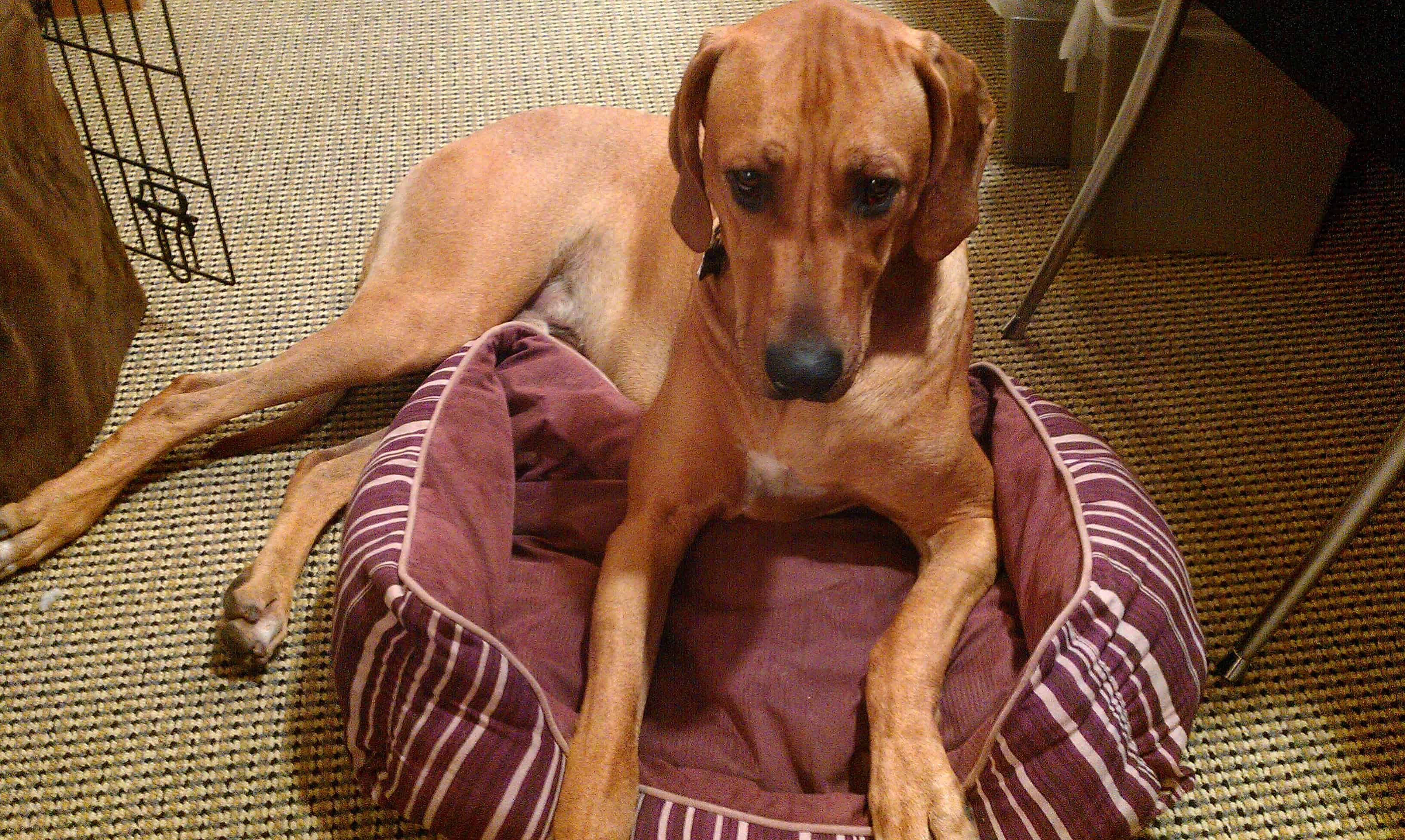 Rhodesian Ridgeback, adventure, chicago, marking our territory, eko, dogs